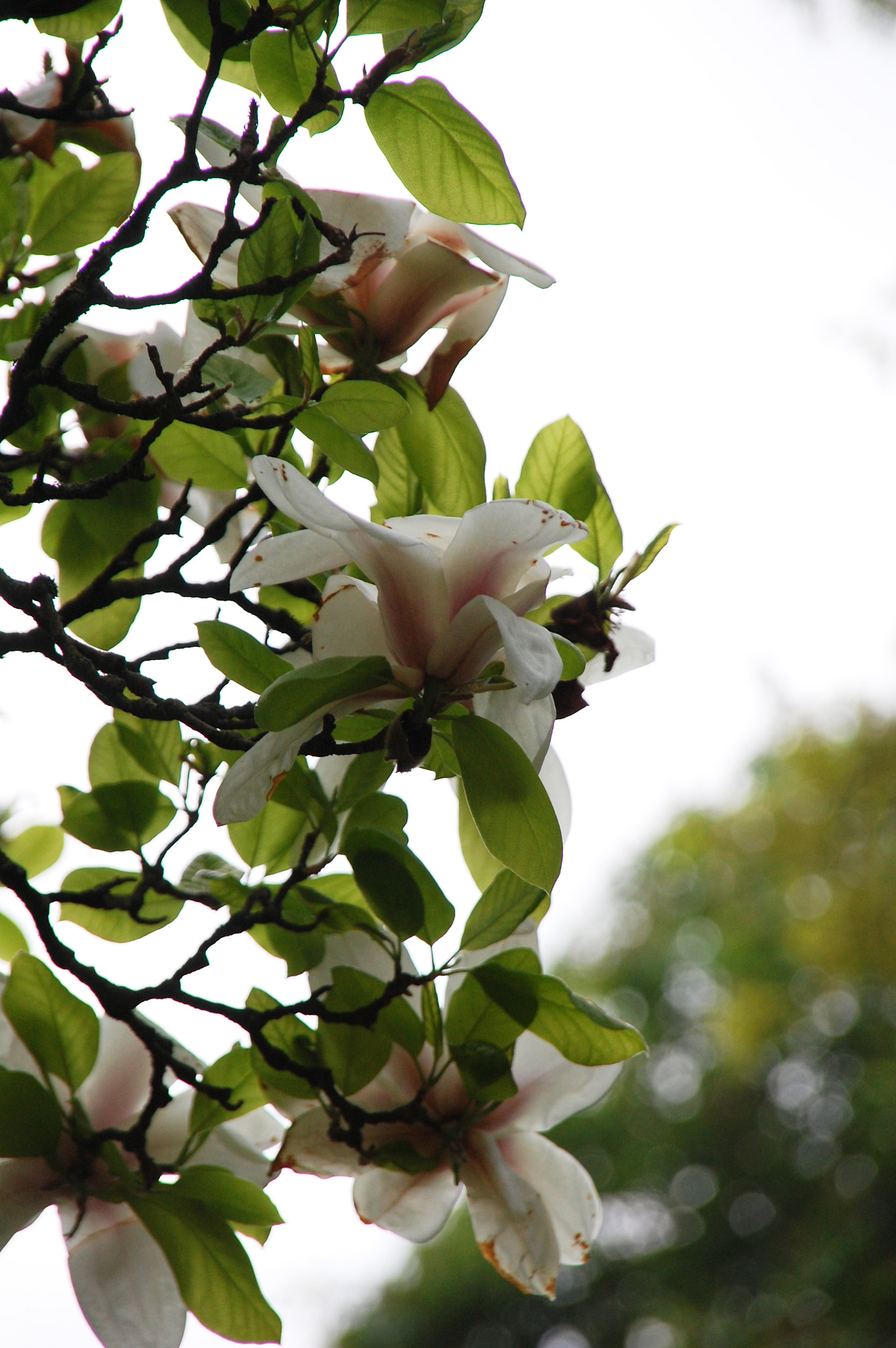 Nikon D40 + Sigma 18-200mm F3.5-6.3 DC sample photo. Flowers photography