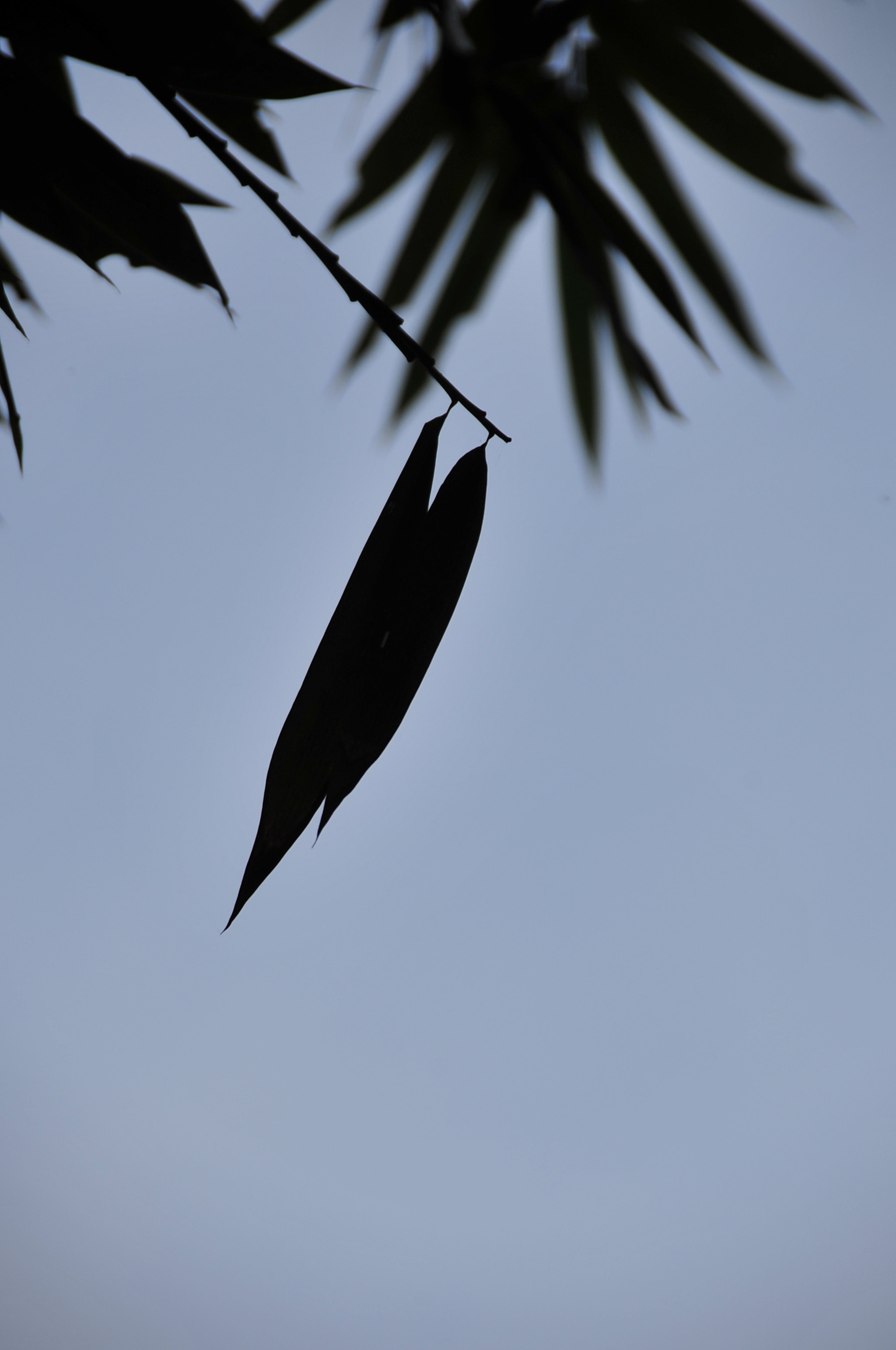 Nikon D3 sample photo. .. photography