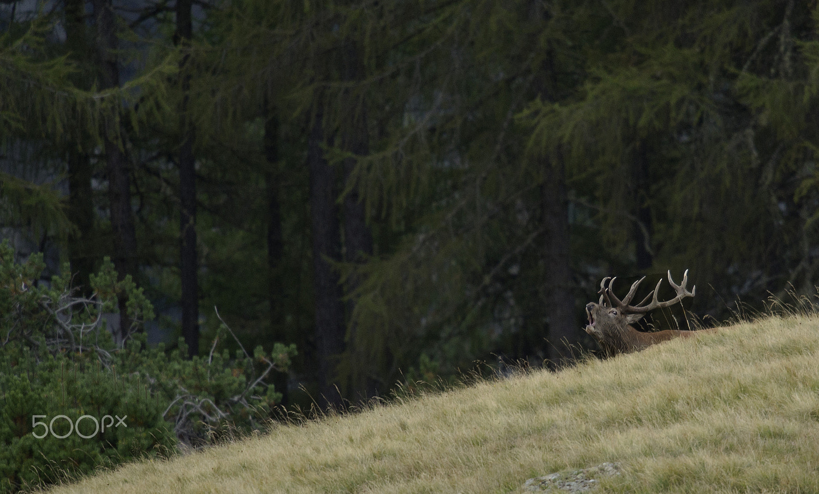 Nikon D3S + Nikon AF-S Nikkor 500mm F4G ED VR sample photo. The roaring photography