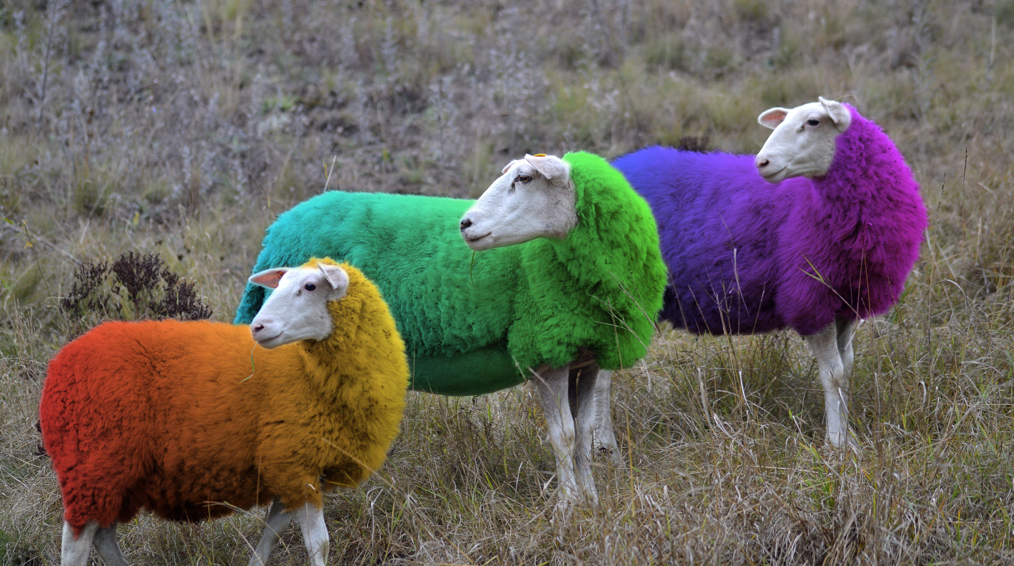 Sigma 105mm F2.8 EX DG OS HSM sample photo. Rainbow sheeps photography