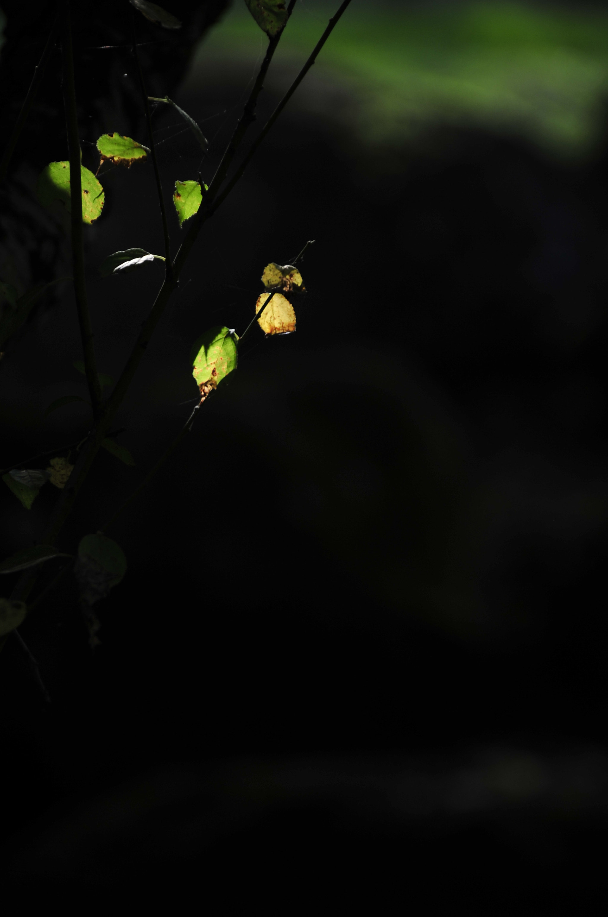 Nikon D3 sample photo. .. photography
