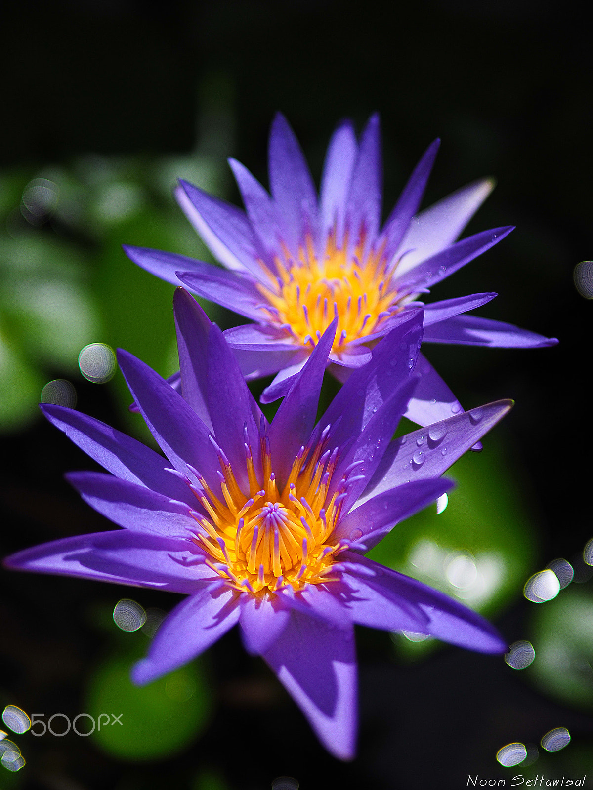 Olympus OM-D E-M1 + Panasonic Leica DG Summilux 25mm F1.4 II ASPH sample photo. Twin lotus bloom photography