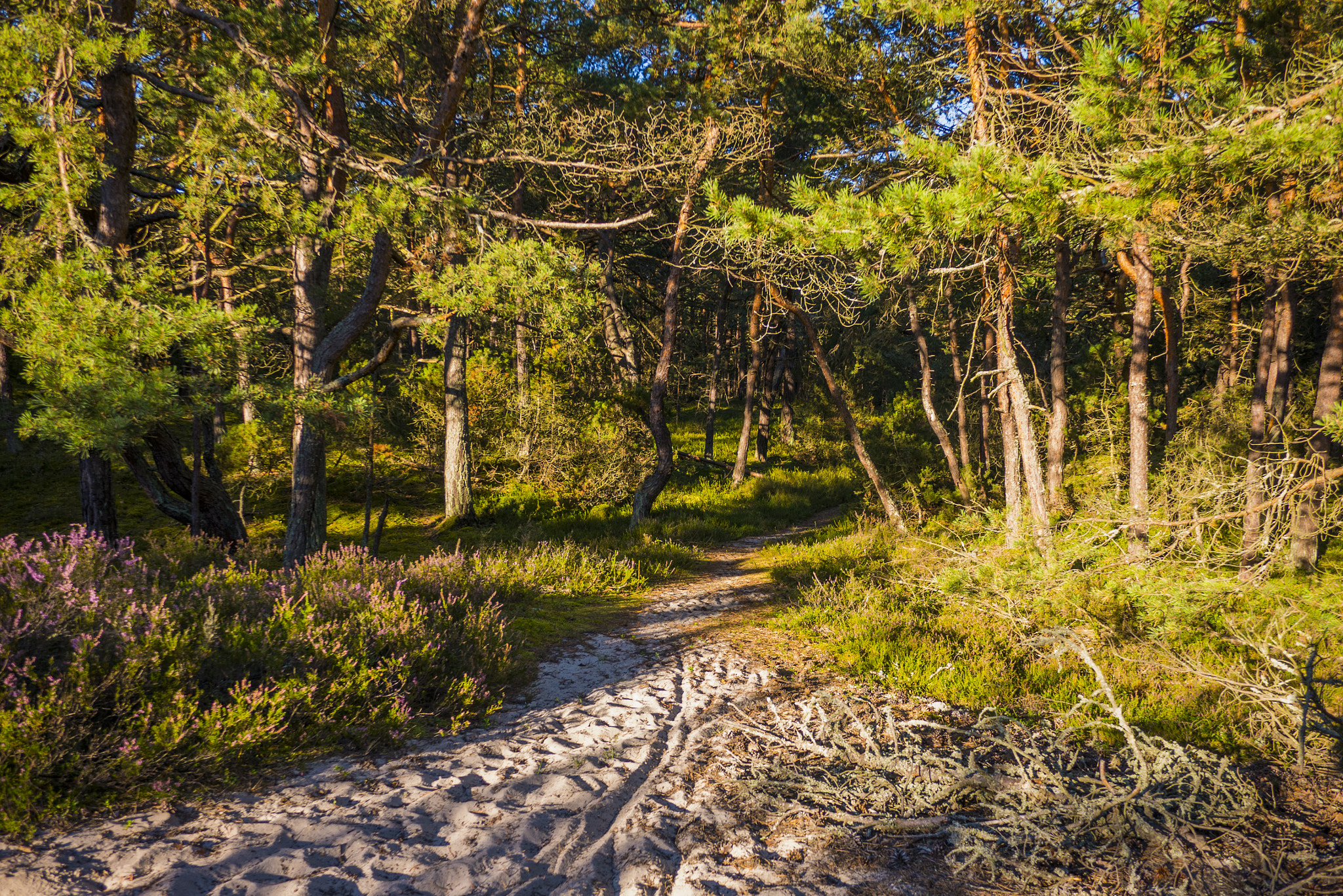 Panasonic Lumix DMC-GX7 + Panasonic Lumix G 14mm F2.5 ASPH sample photo. Magic forest photography