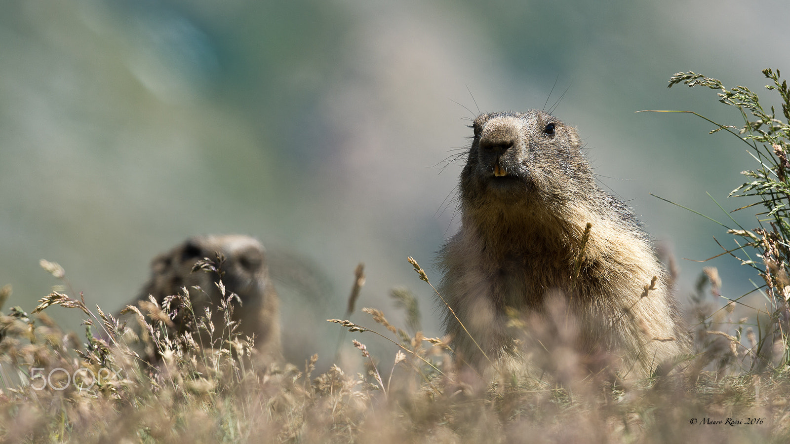 Nikon AF-S Nikkor 500mm F4E FL ED VR sample photo. "i see you.." ( marmotta) photography