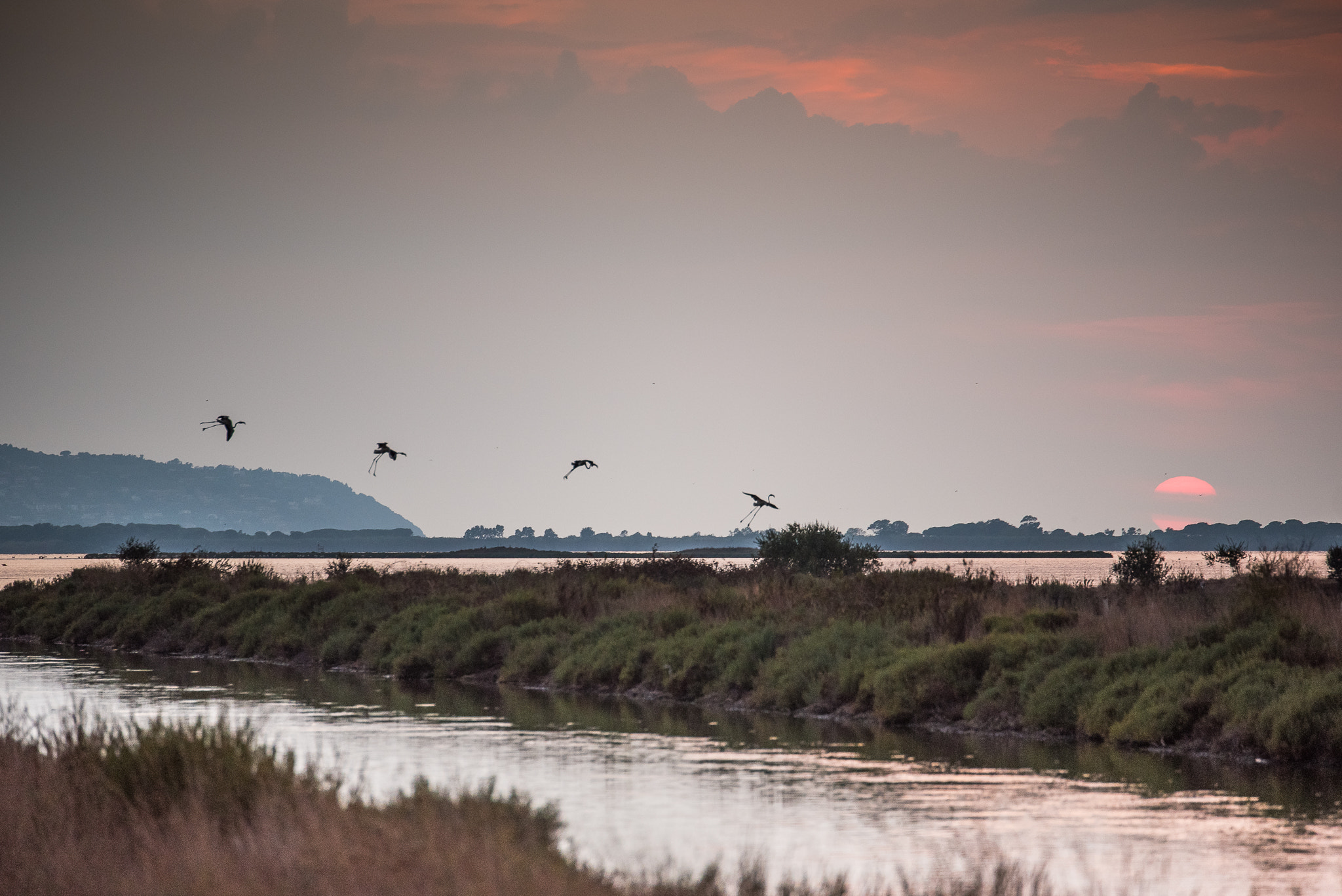 The arrival of the flamingos