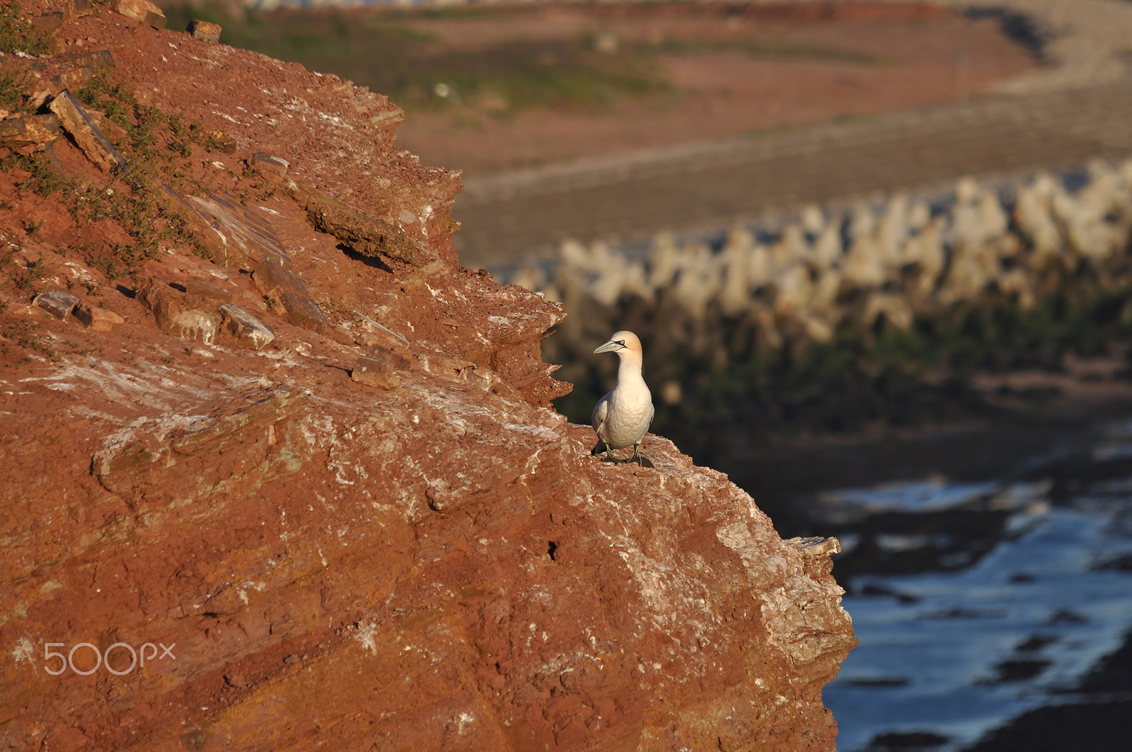 Sigma 150-500mm F5-6.3 DG OS HSM sample photo. Northern gannet photography