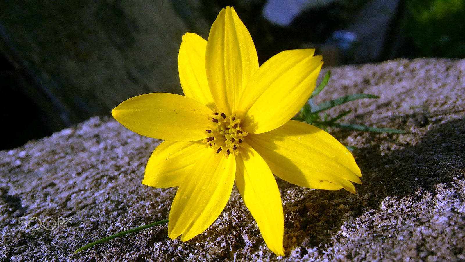 LG SPIRIT 4G LTE sample photo. Yellow flower photography