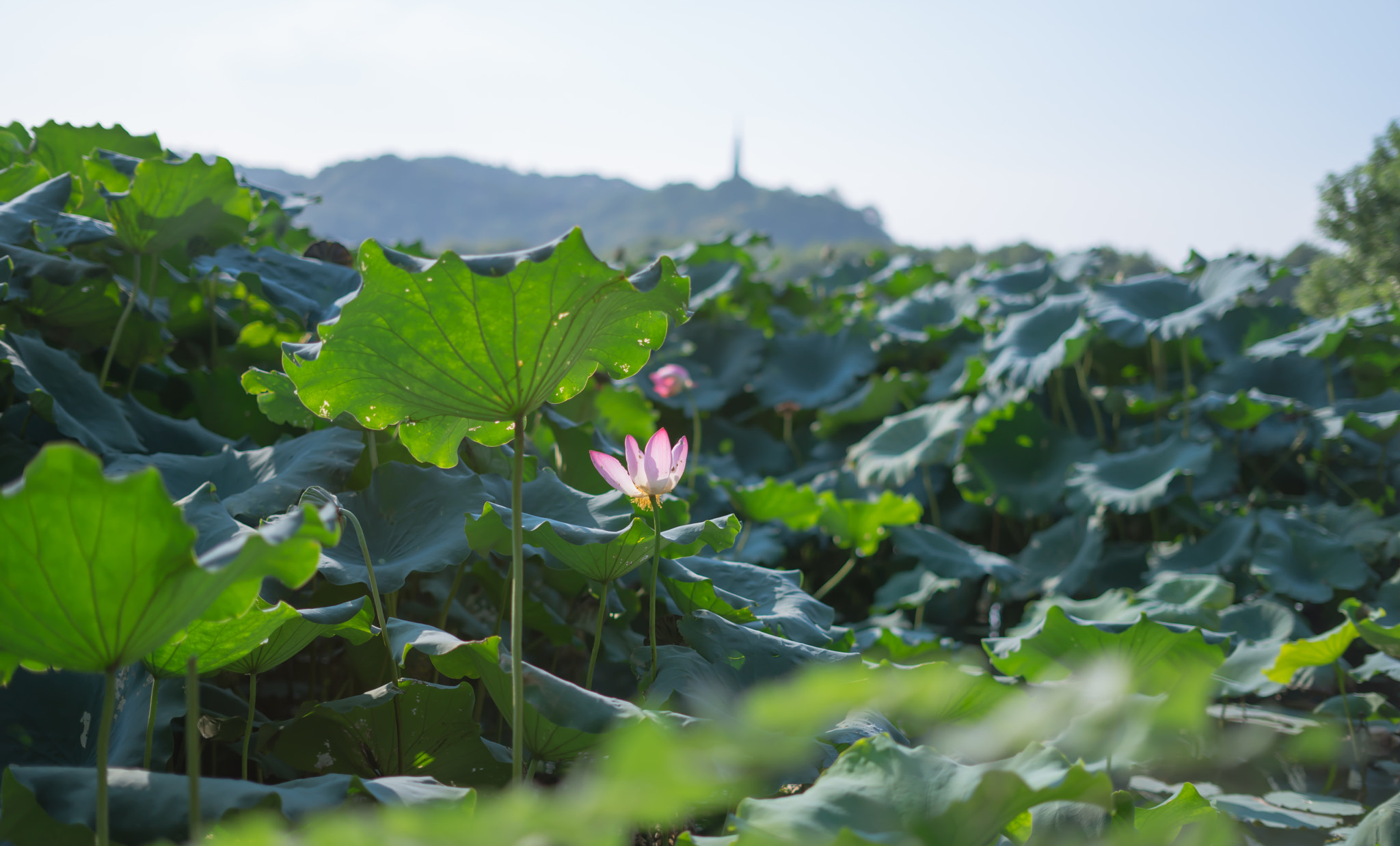 Sony a7R + Sony FE 50mm F1.8 sample photo