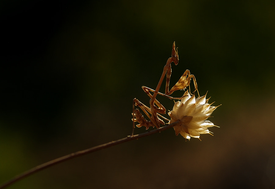 Pentax K20D sample photo. Mantis photography