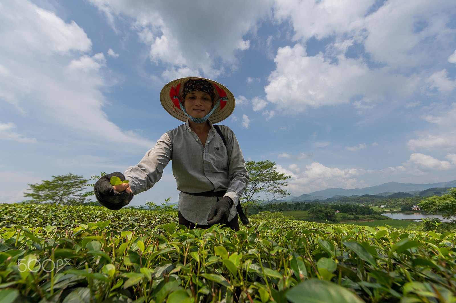 Canon EF 14mm F2.8L II USM sample photo. Tea crop photography