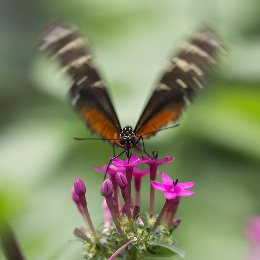 Sigma APO Macro 150mm f/2.8 EX DG HSM sample photo. Heliconius hecale photography