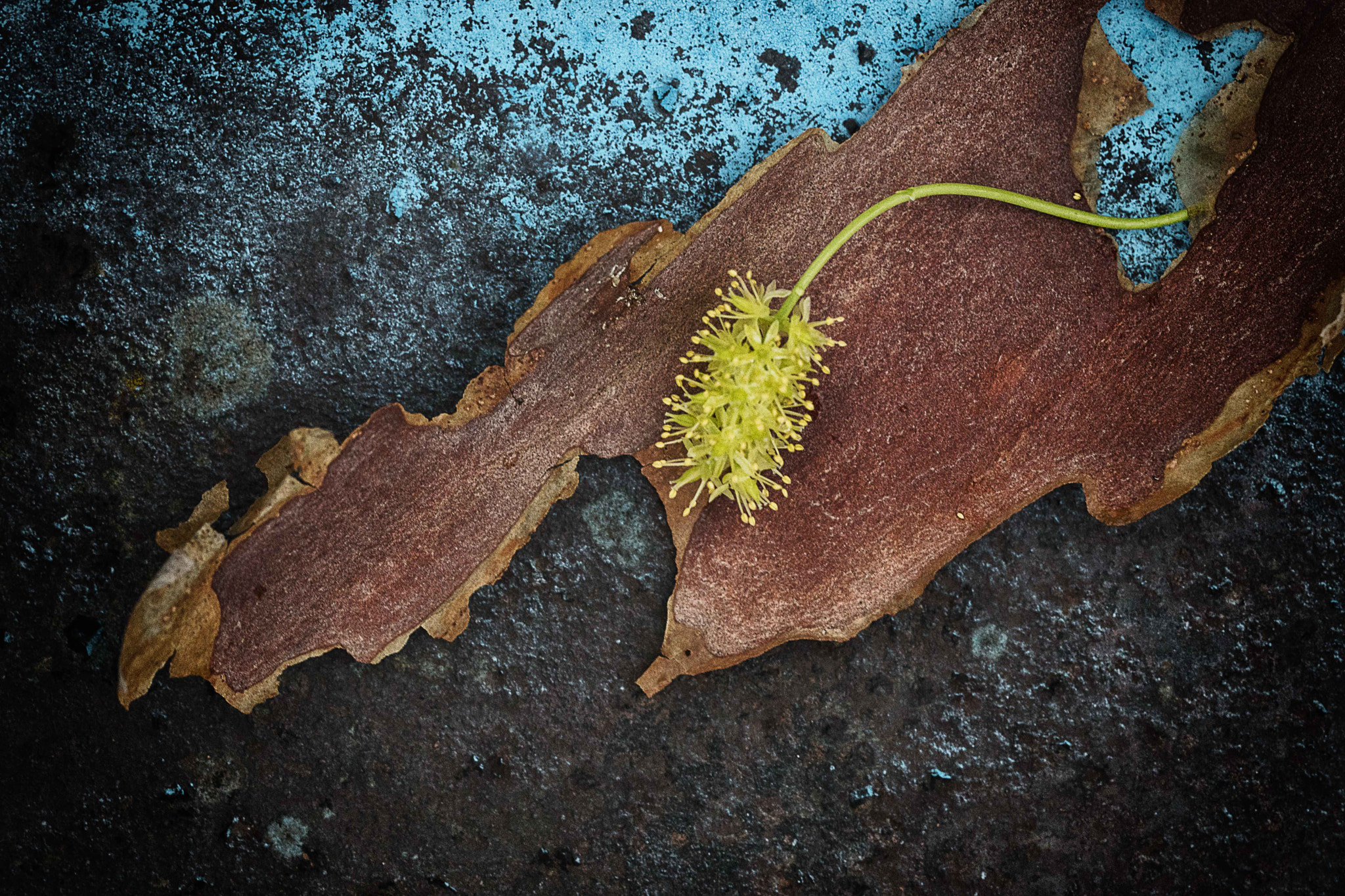 150mm F2.8 sample photo. Dsc photography