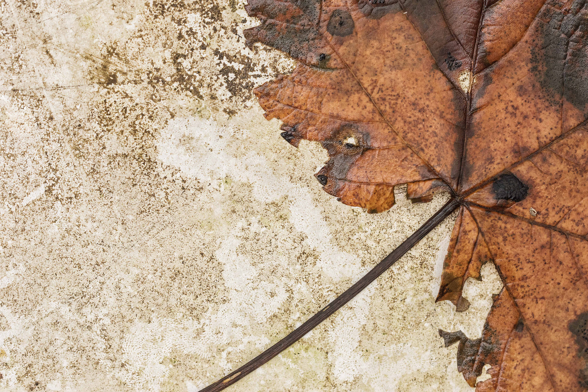 150mm F2.8 sample photo. Dsc photography