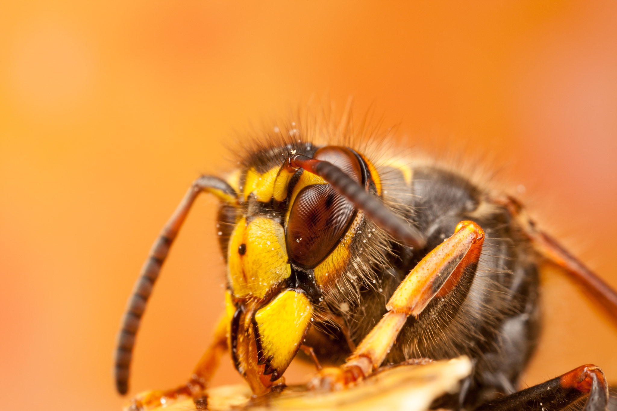 Canon EOS 5D Mark II + Canon MP-E 65mm F2.5 1-5x Macro Photo sample photo. My favourite median photography