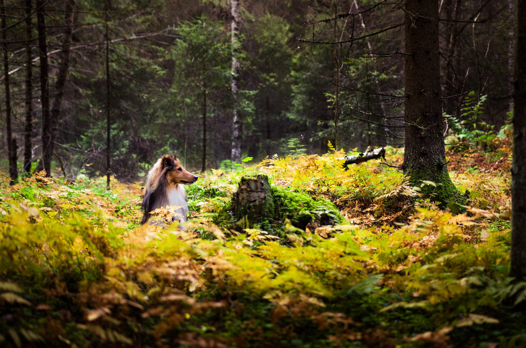 Nikon D5100 sample photo. Colors of autumn photography