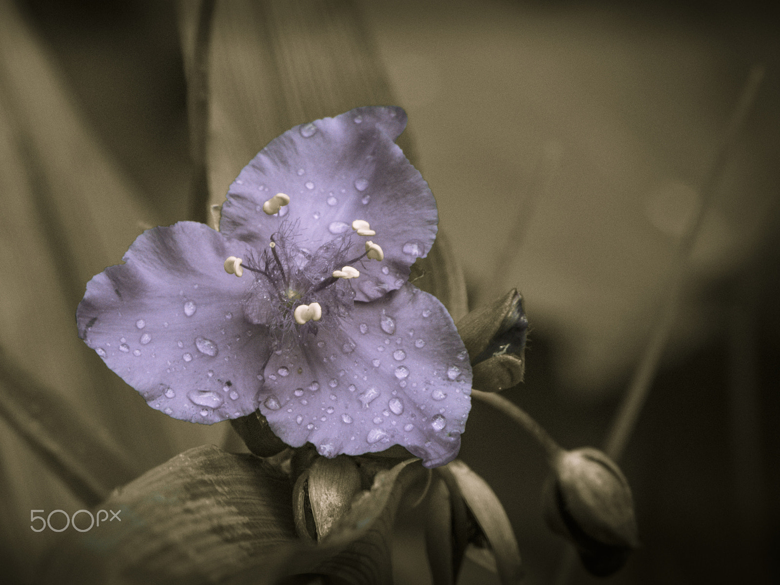 Olympus OM-D E-M1 sample photo. Beautiful spiderwort flower in bloom photography