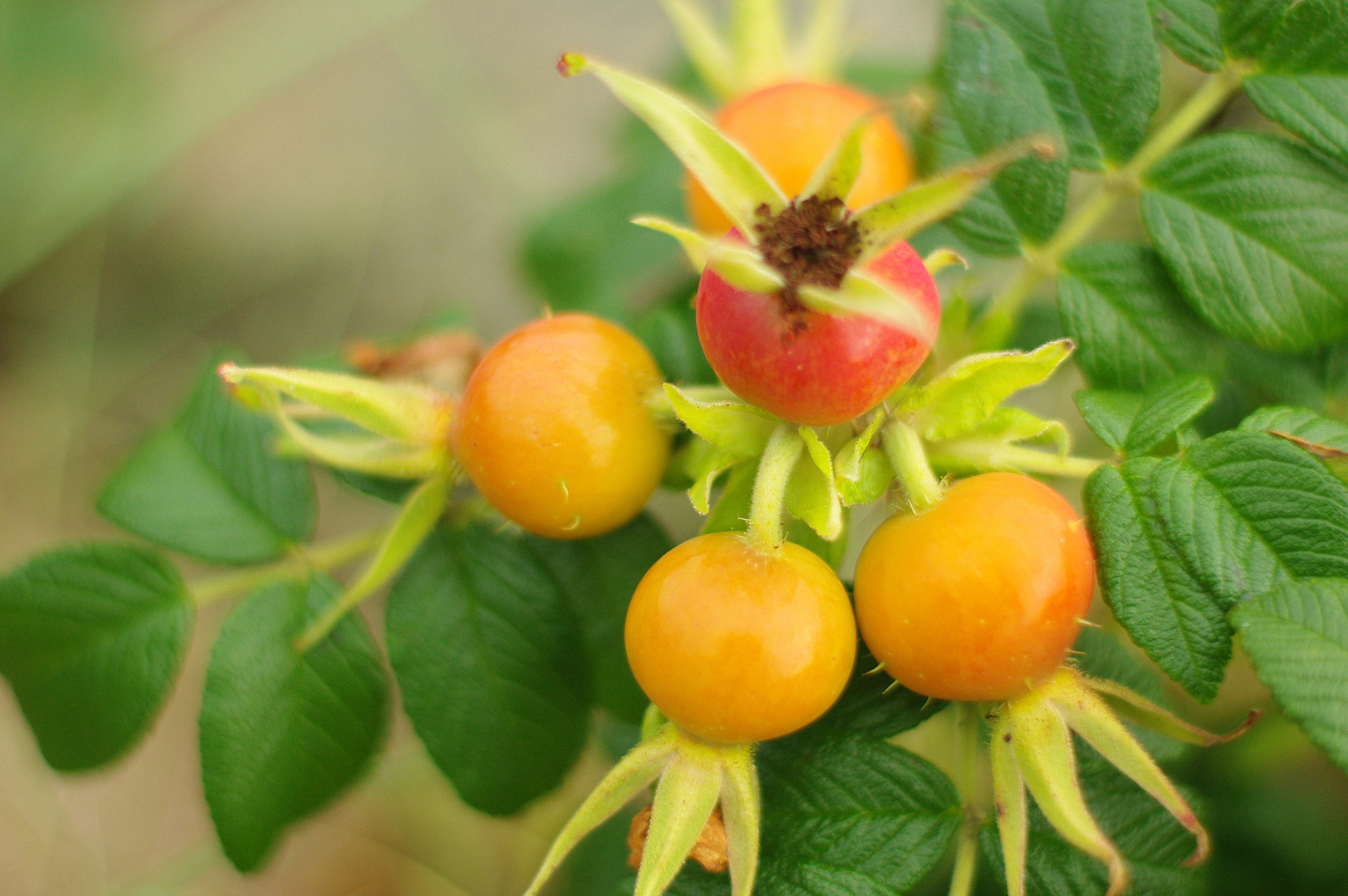 Pentax K200D sample photo. Autumn rosehips photography