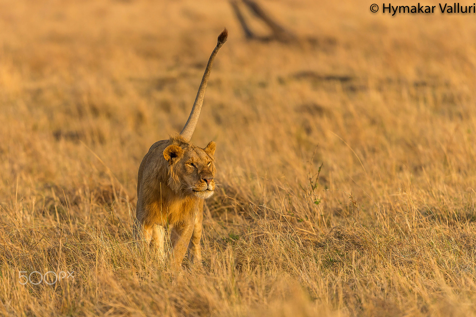 Canon EF 500mm F4L IS II USM sample photo. Lion photography
