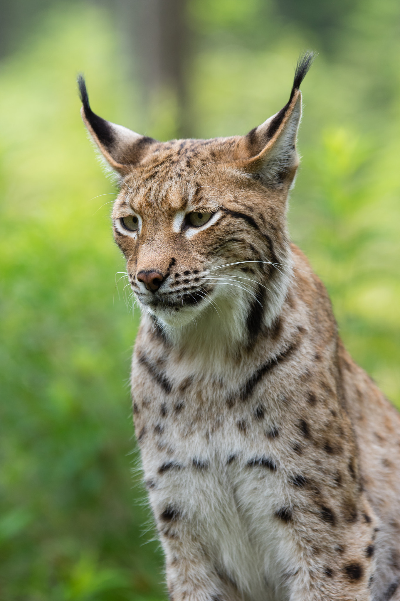 Pentax K-3 + Sigma 70-200mm F2.8 EX DG OS HSM sample photo. Lynx 2 photography