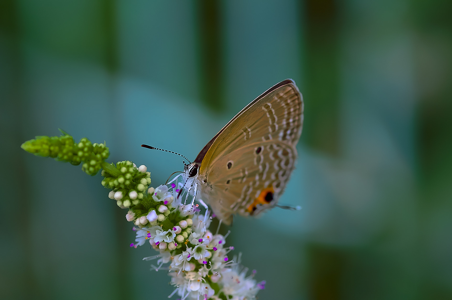 Pentax K-50 sample photo. Butterfly（シジミチョウ） photography