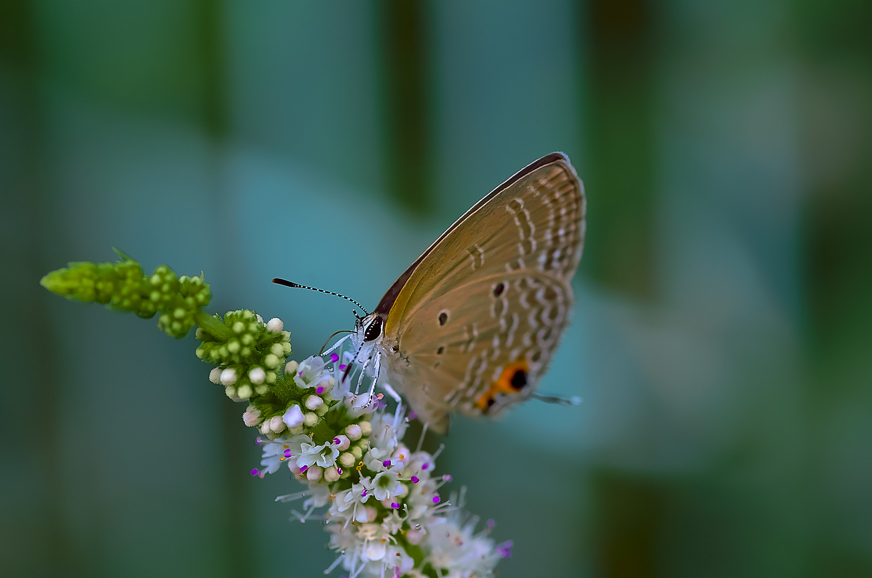 Pentax K-50 + Pentax smc D-FA 100mm F2.8 Macro WR sample photo. Butterfly（シジミチョウ） photography