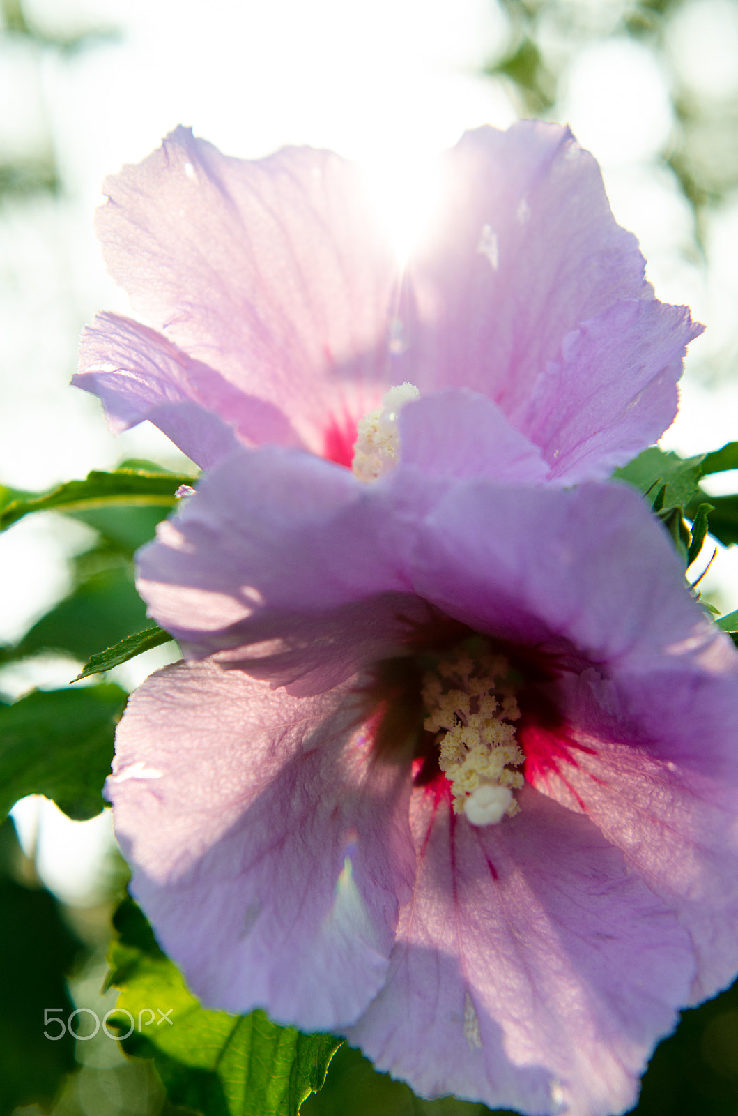 Nikon AF-S Nikkor 24-70mm F2.8E ED VR sample photo. 夕阳花2 photography