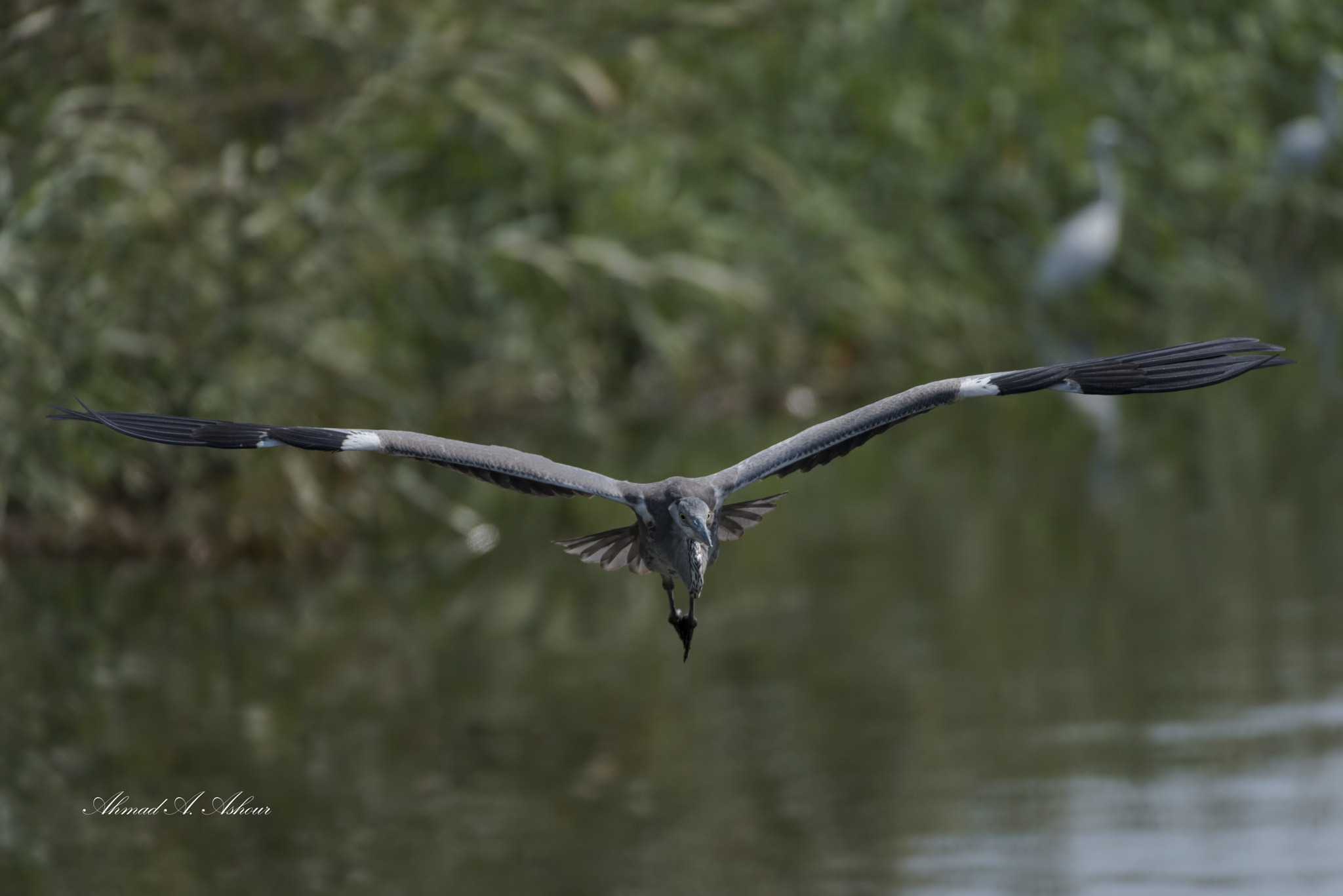 Nikon AF-S Nikkor 200-400mm F4G ED-IF VR sample photo. Face me if you can. photography