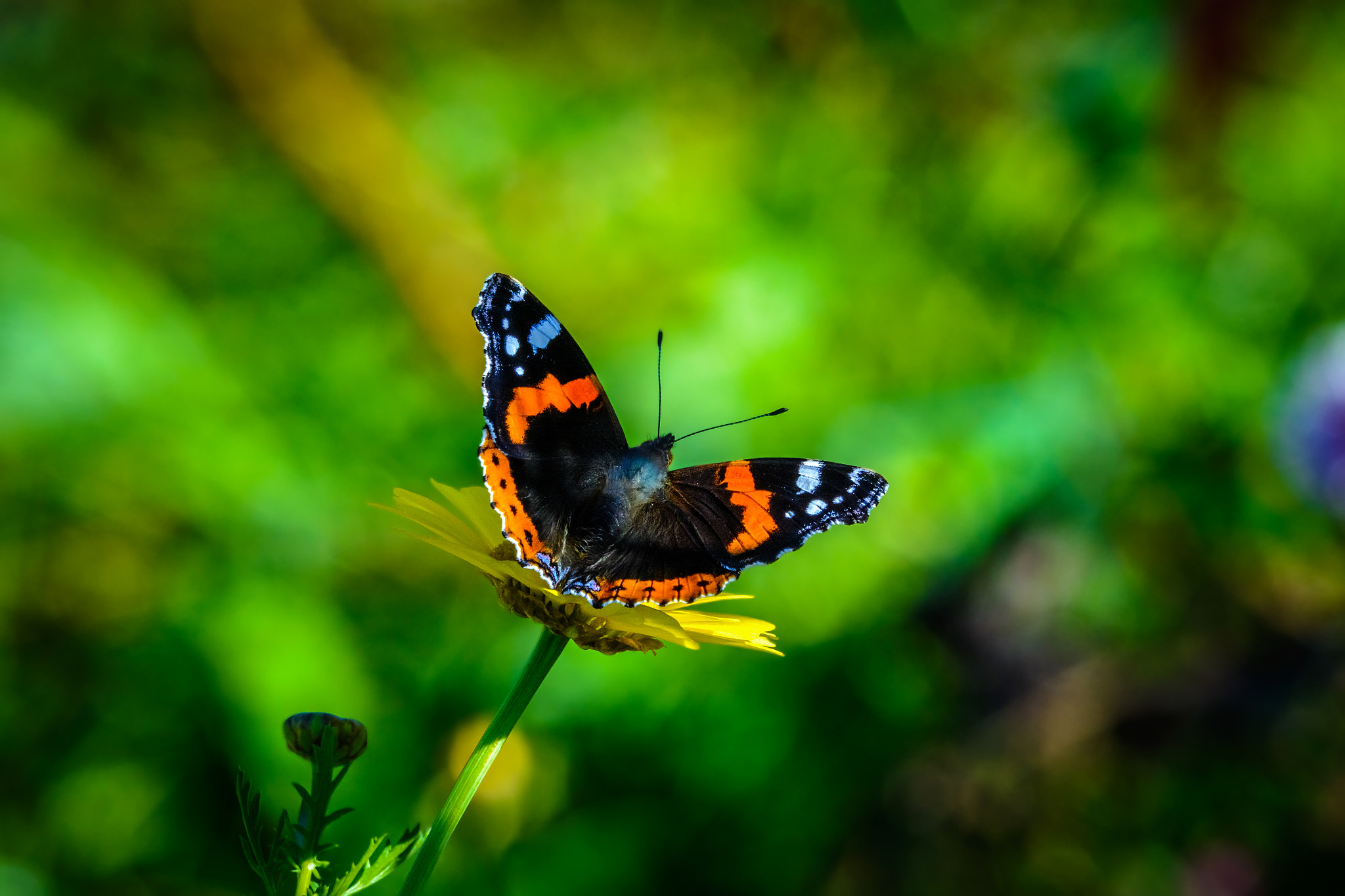 Sigma 120-400mm F4.5-5.6 DG OS HSM sample photo. Ready to fly! photography