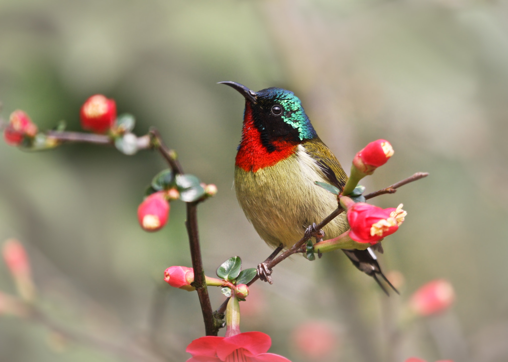 Canon EOS 40D sample photo. Flowers and sunbird photography