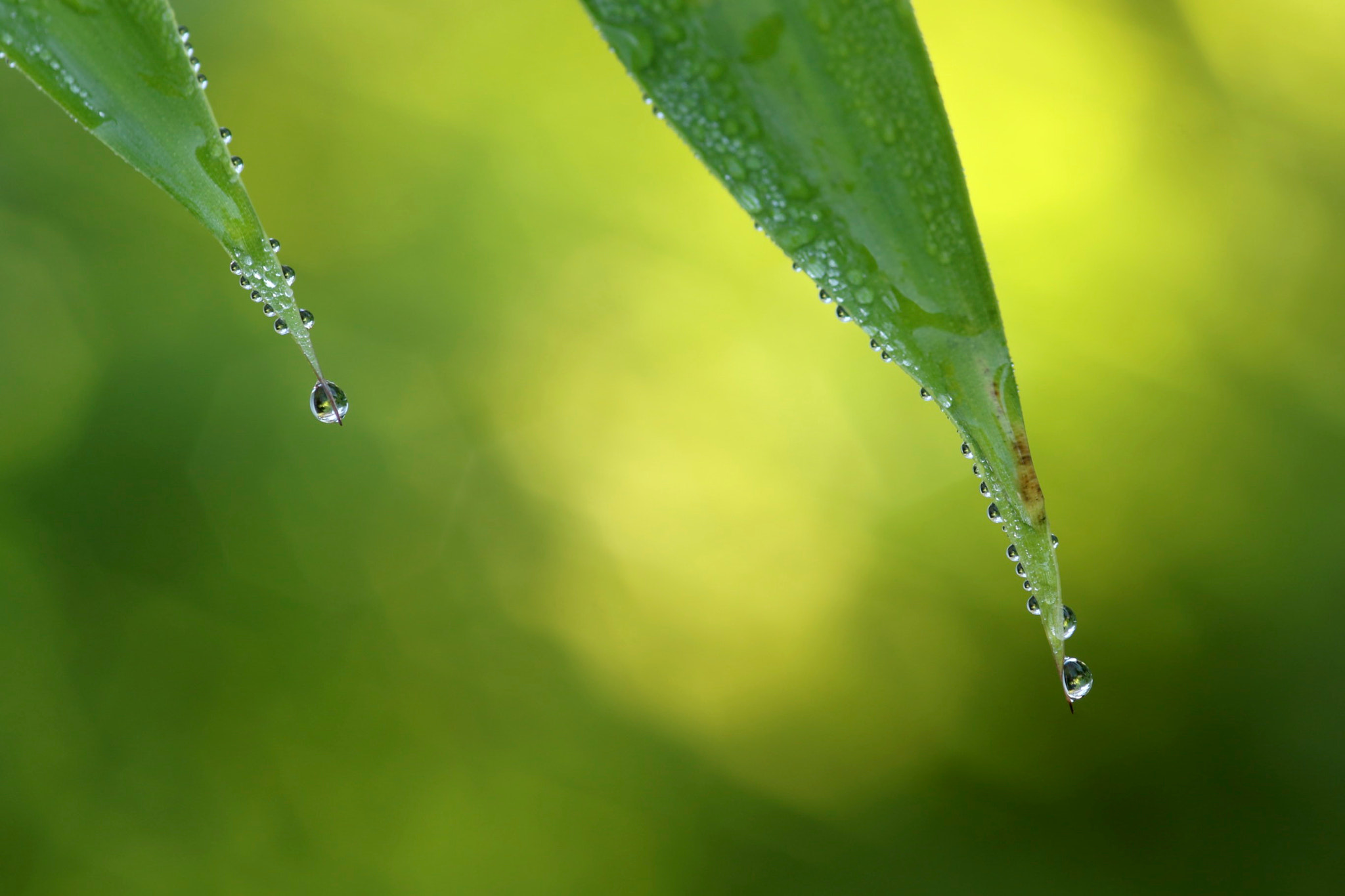 Sigma 105mm F2.8 EX DG Macro sample photo. Ur tantak photography