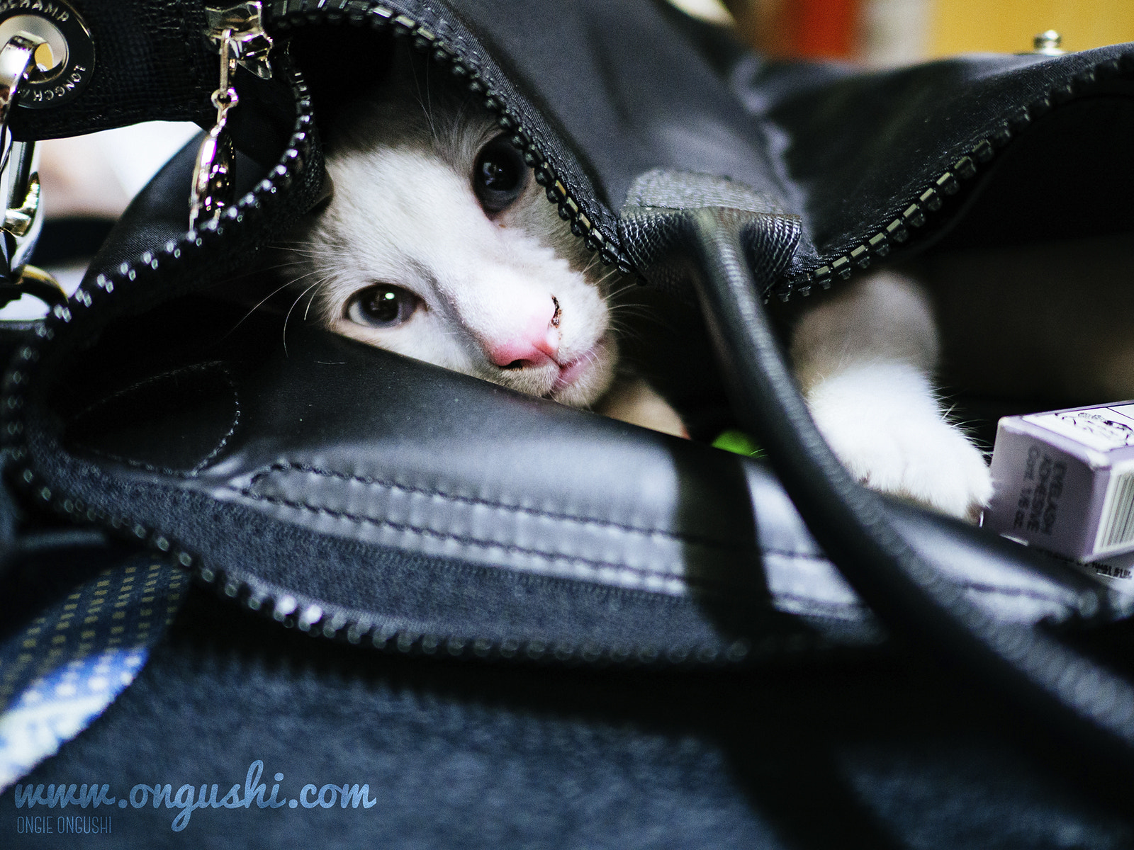 Olympus OM-D E-M10 II sample photo. Cat 148: bag cat photography