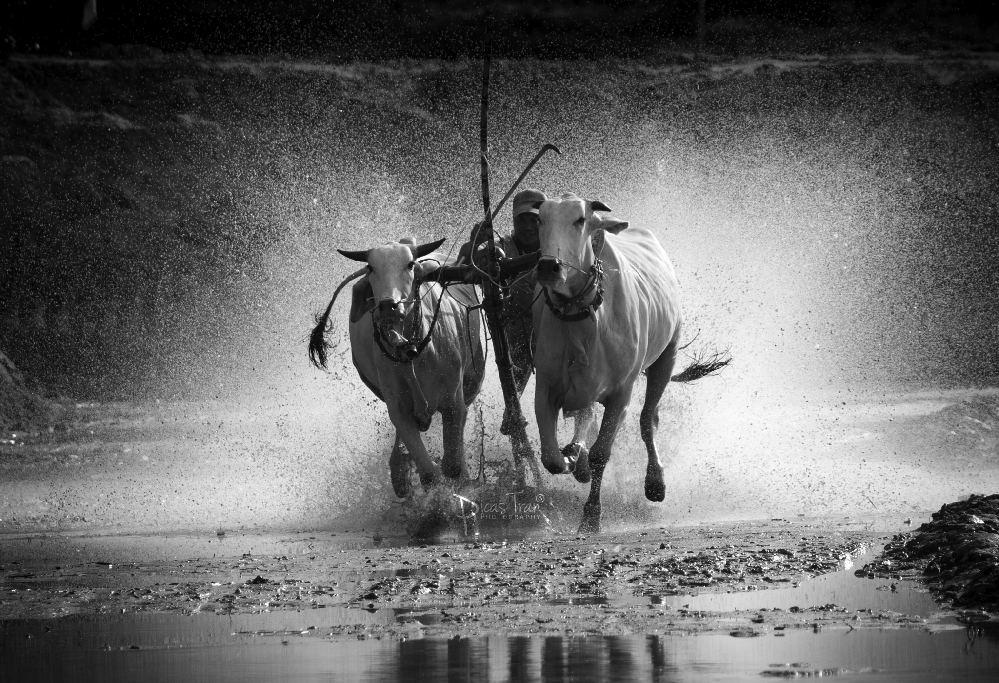 Pentax smc DA* 60-250mm F4.0 ED (IF) SDM sample photo. The racing of cow photography