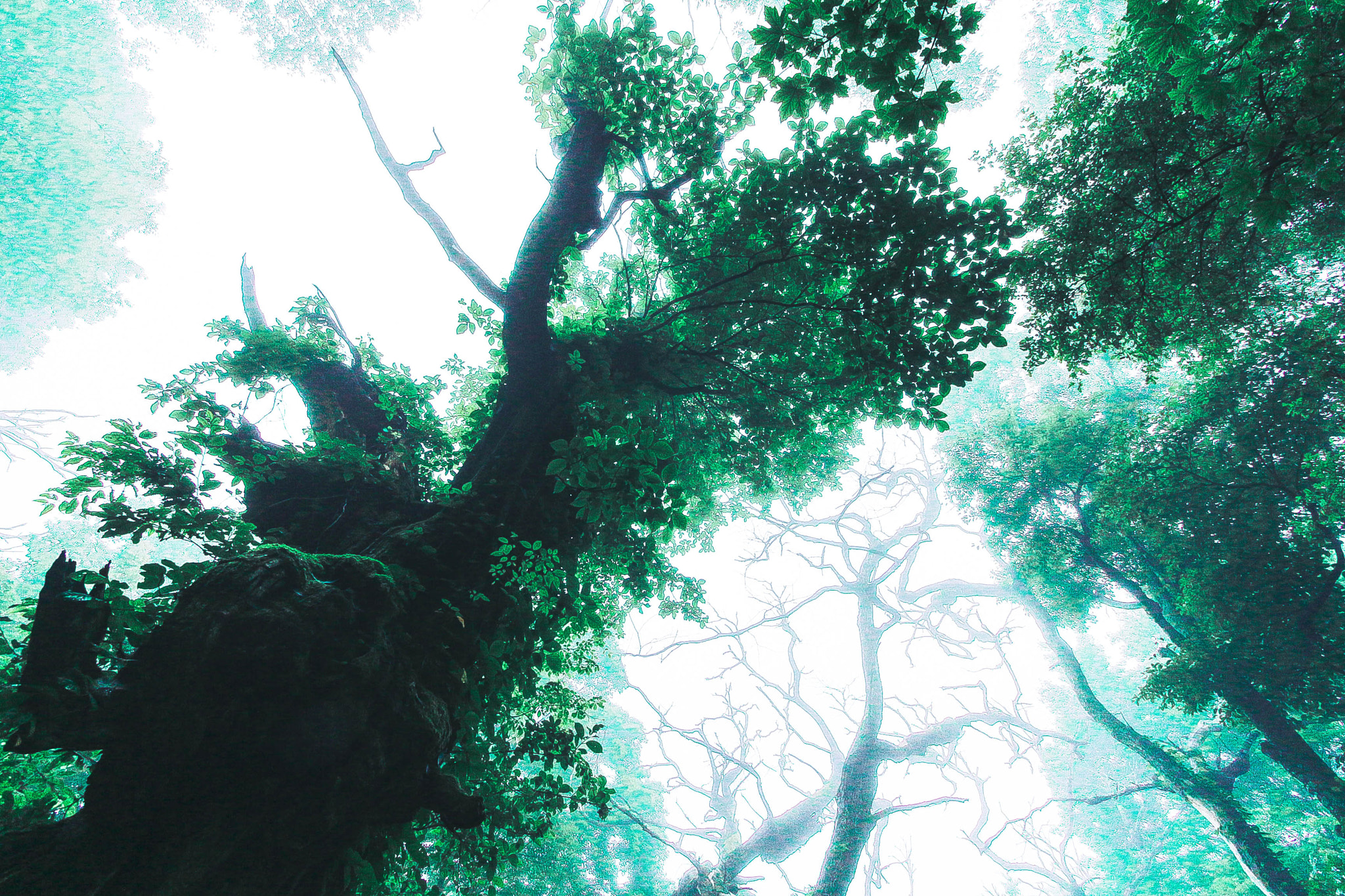 Canon EOS 700D (EOS Rebel T5i / EOS Kiss X7i) sample photo. Akagi forest - akagikuritaro photography