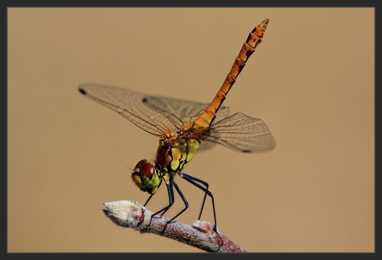 Sigma 70-300mm F4-5.6 APO DG Macro sample photo. Dragonfly photography