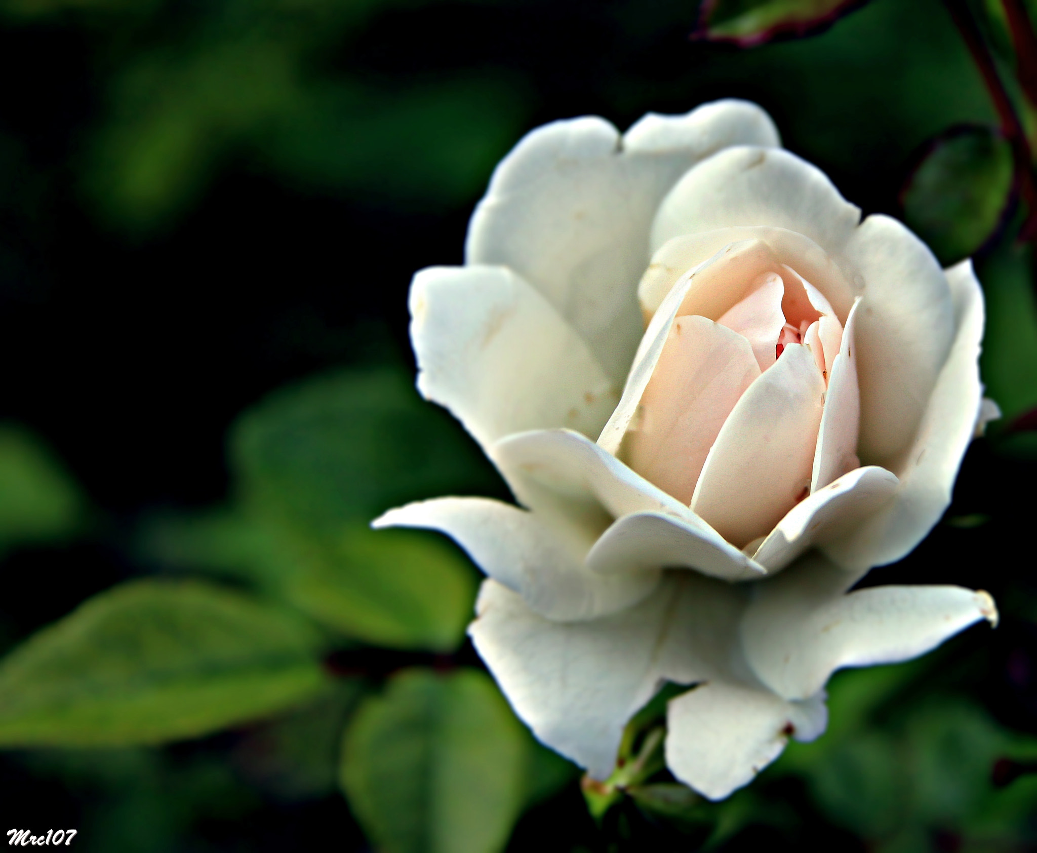 Sigma 17-70mm F2.8-4 DC Macro OS HSM sample photo. .. dritto al centro del cuore ... photography