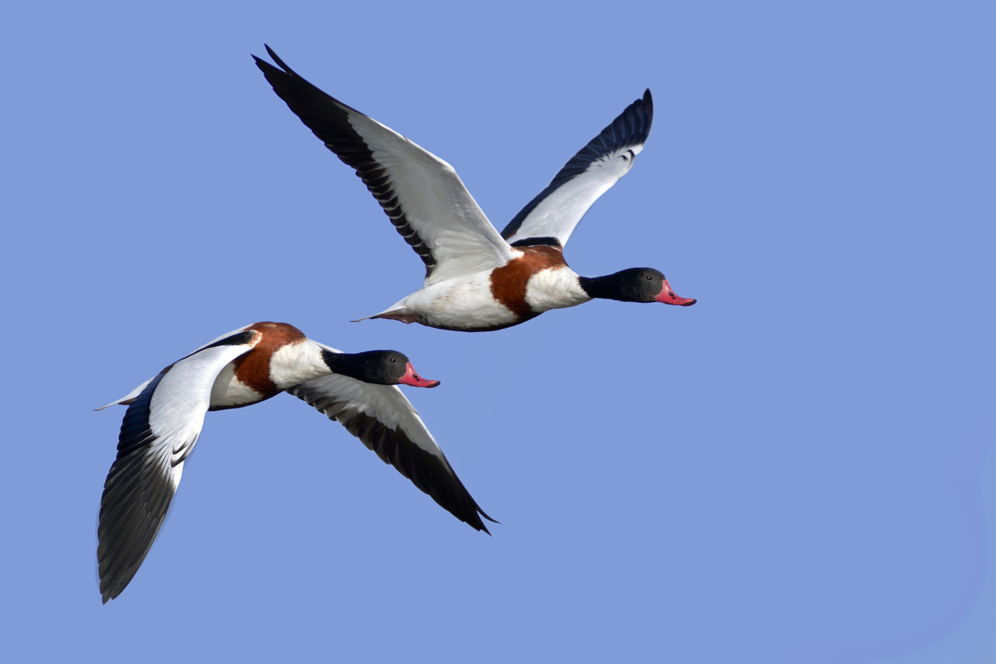 Canon EF 300mm f/2.8L + 2x sample photo. Shelducks photography