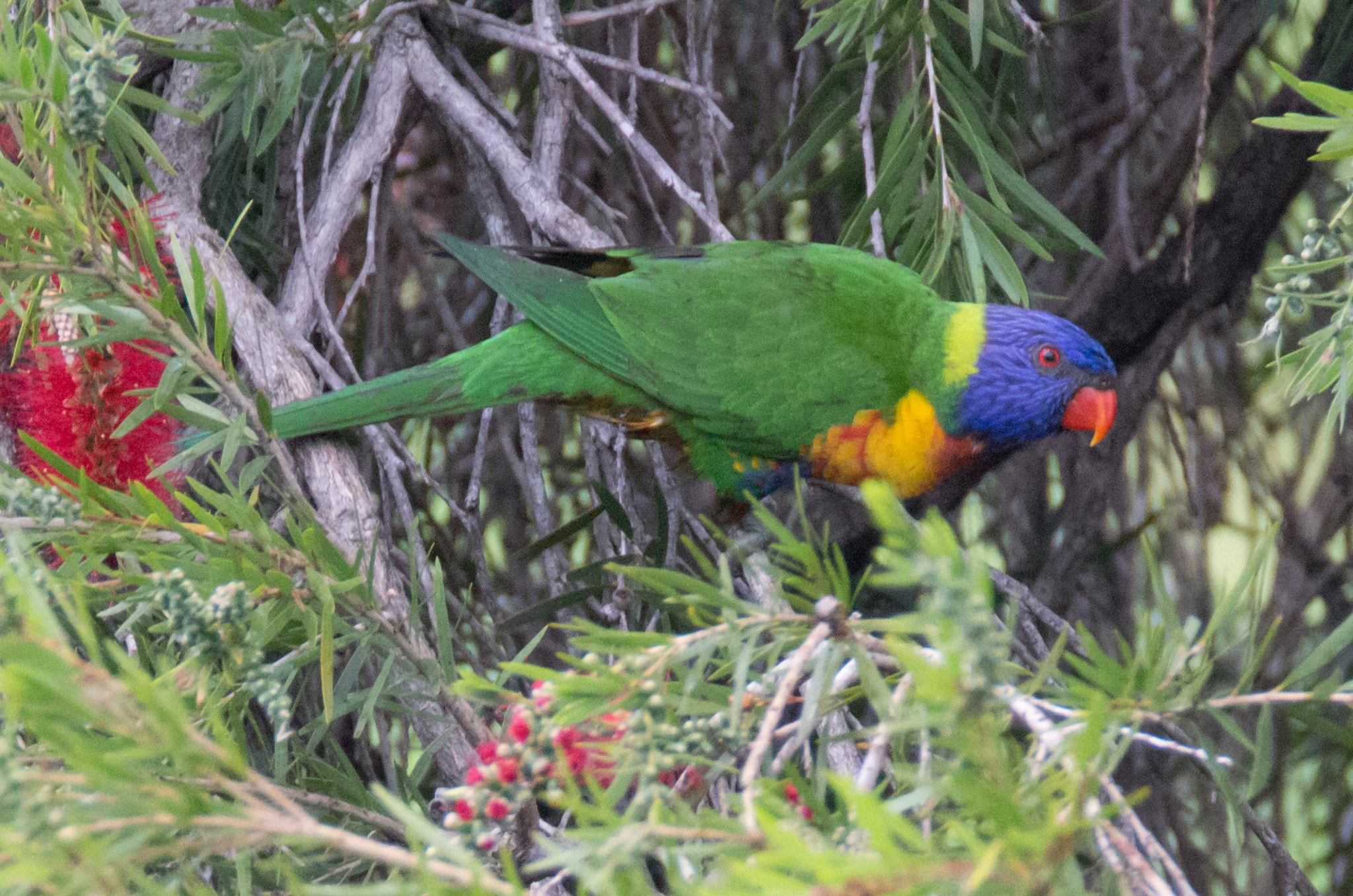 Tamron SP 150-600mm F5-6.3 Di VC USD sample photo. Rainbow lorikeet photography