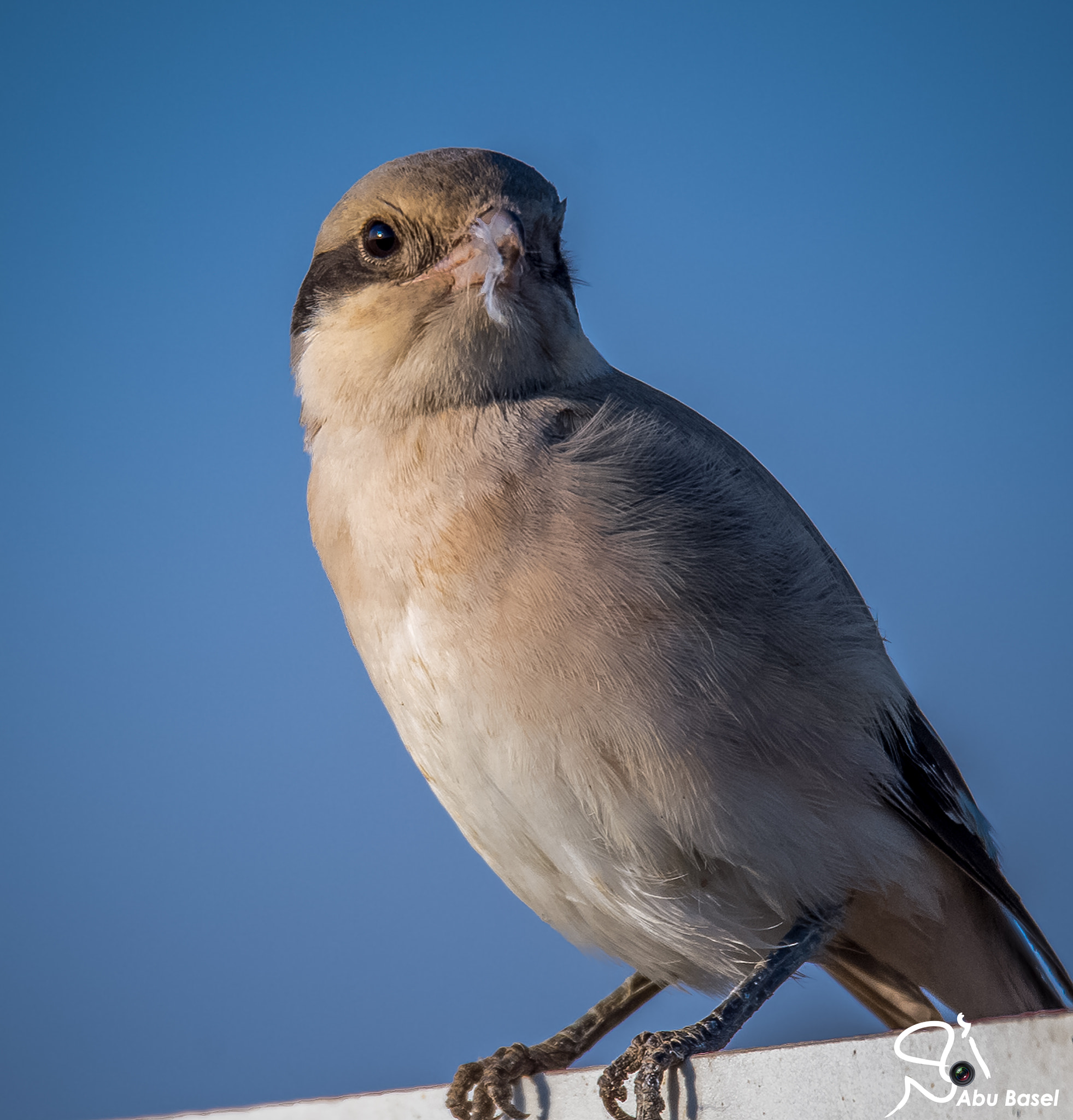 Sigma 150-600mm F5-6.3 DG OS HSM | S sample photo