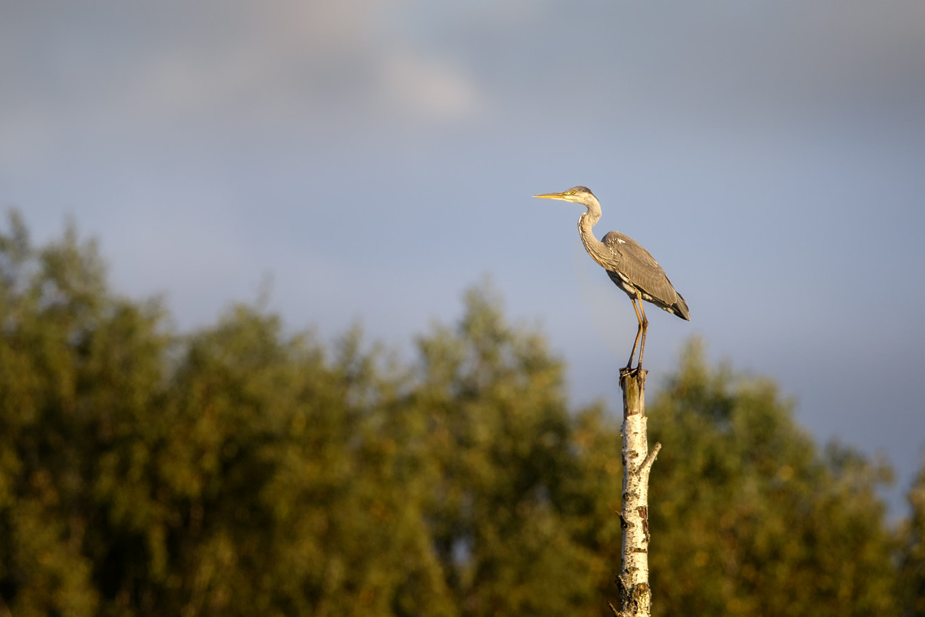 Canon EOS-1D X + Canon EF 400mm F2.8L IS II USM sample photo. Grey heron photography