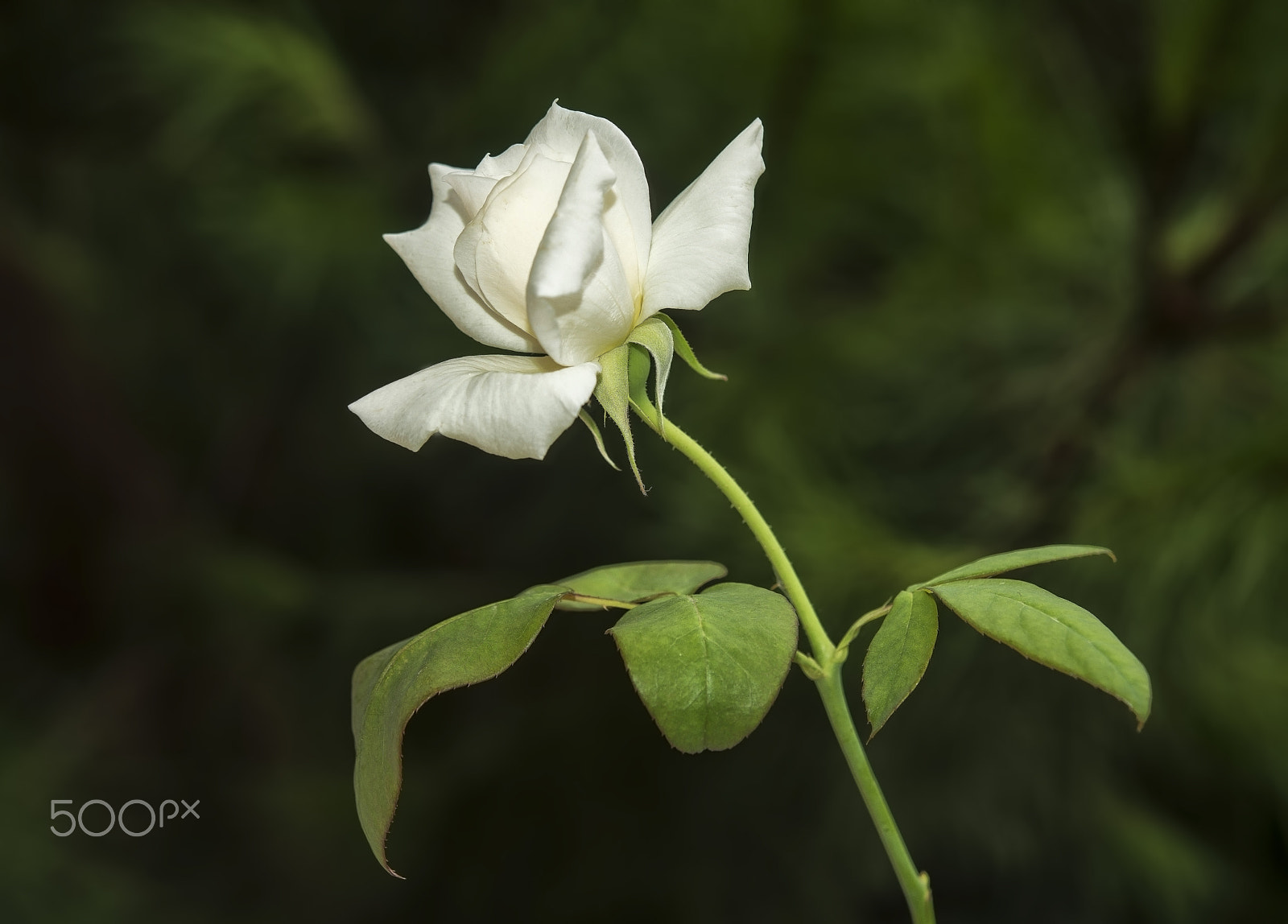 Nikon AF-S Micro-Nikkor 60mm F2.8G ED sample photo. Beyaz gül (white rose) photography