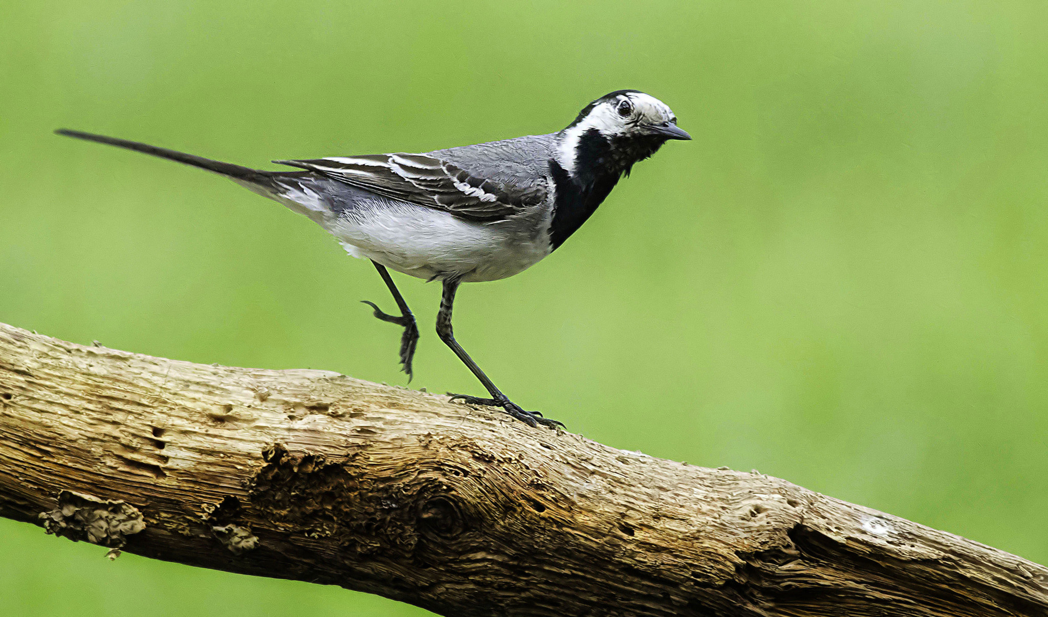 Canon EF 400mm F5.6L USM sample photo. White wagtail photography