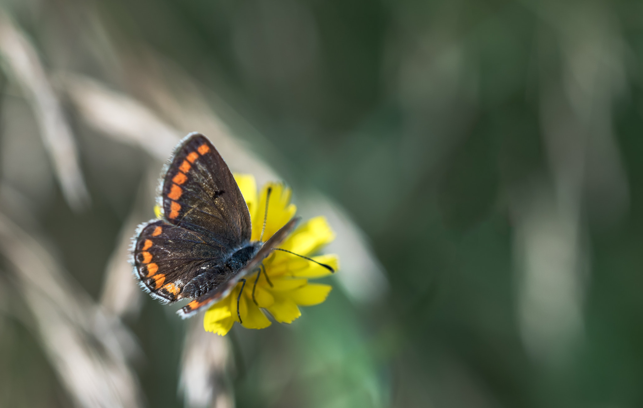 Nikon D750 + Sigma 150mm F2.8 EX DG OS Macro HSM sample photo. Brown argus having nectar photography