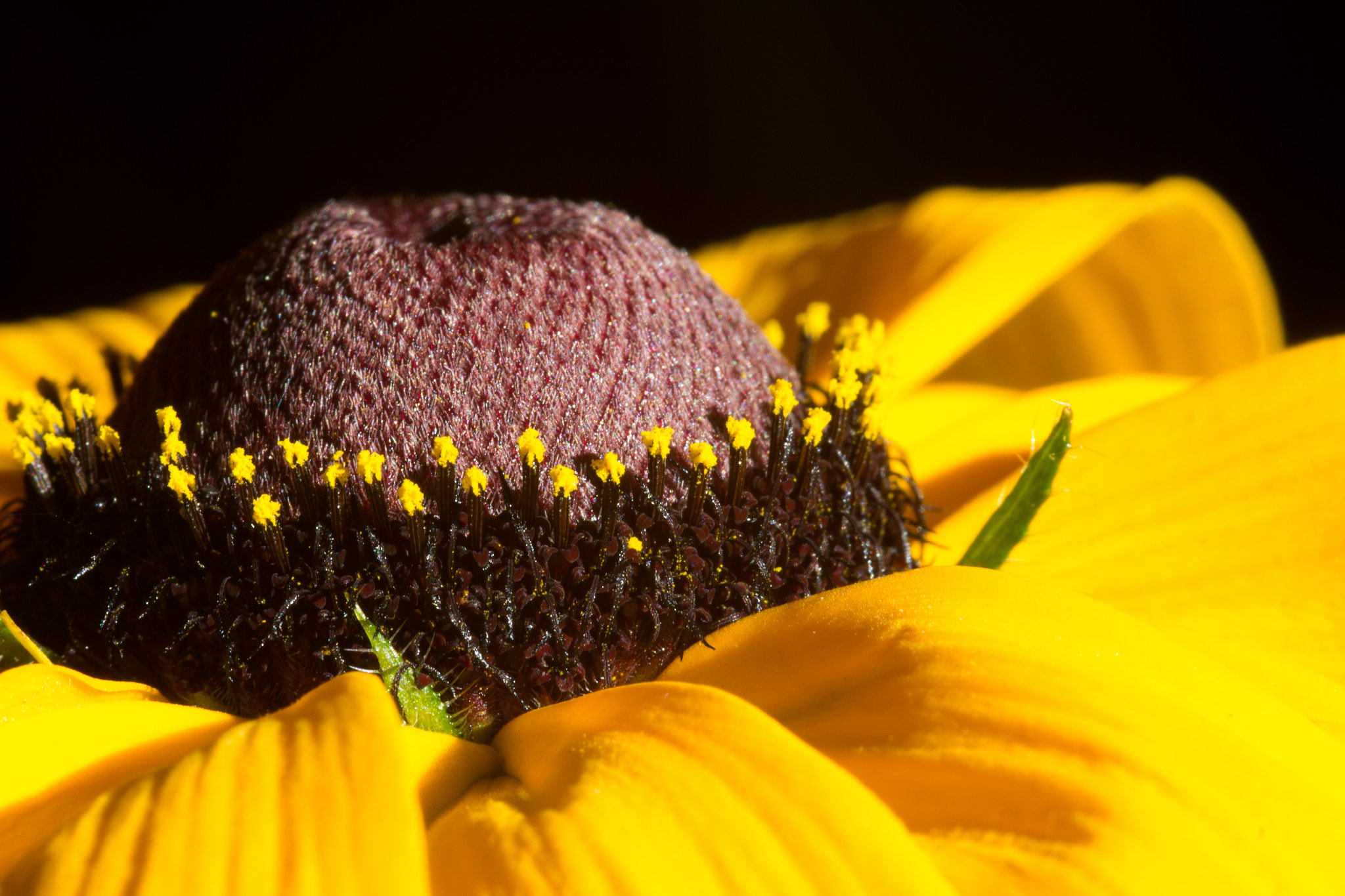 Canon EOS 60D + Sigma 105mm F2.8 EX DG Macro sample photo. Proud - fière photography