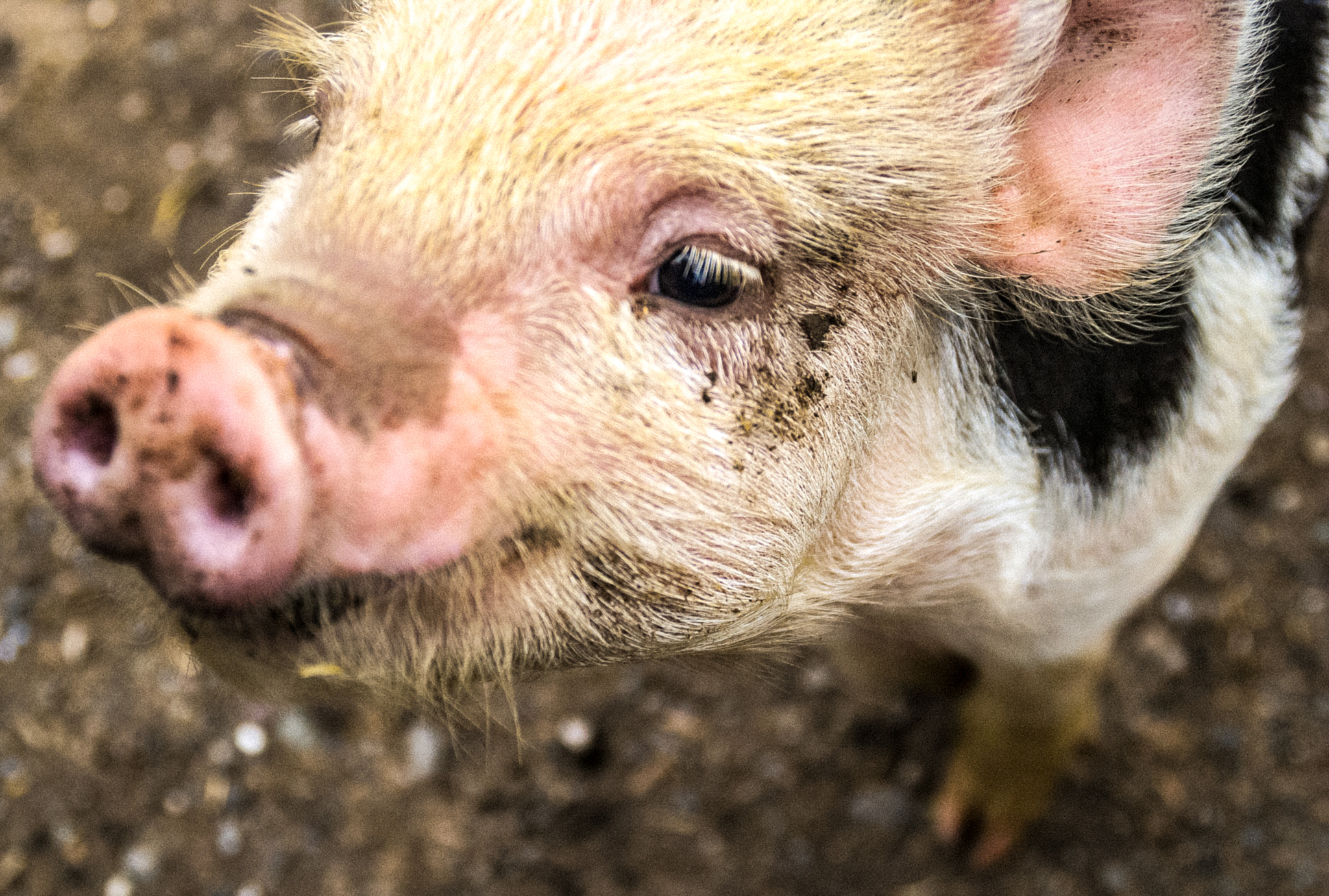 Tamron AF 18-200mm F3.5-6.3 XR Di II LD Aspherical (IF) Macro sample photo. Oink  photography