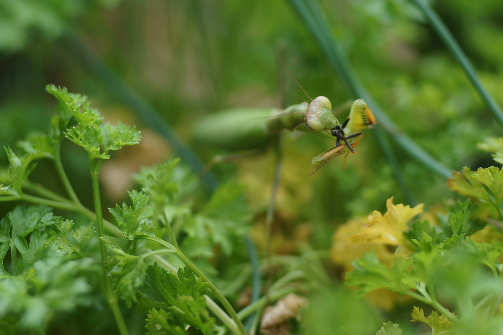 Sony a6000 + Tamron SP AF 90mm F2.8 Di Macro sample photo. Santateresa photography