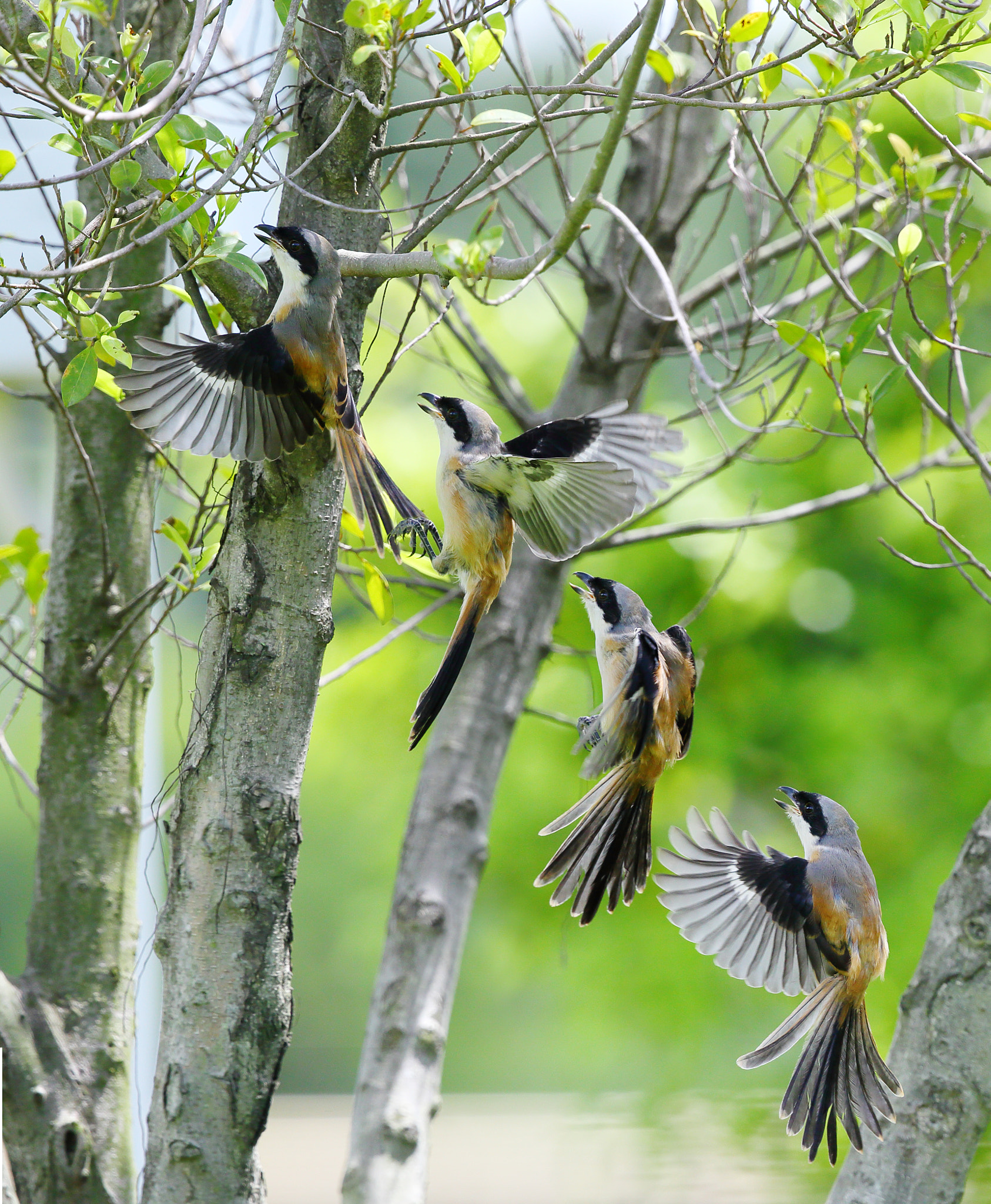 Canon EOS-1D X sample photo. Shrike fly on the tree photography