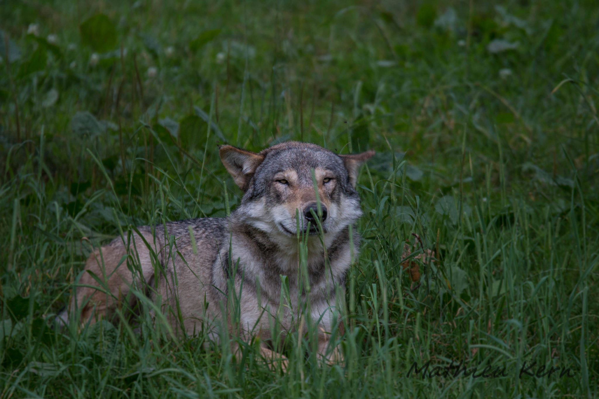 150-600mm F5-6.3 DG OS HSM | Sports 014 sample photo. 2016072300076.jpg photography