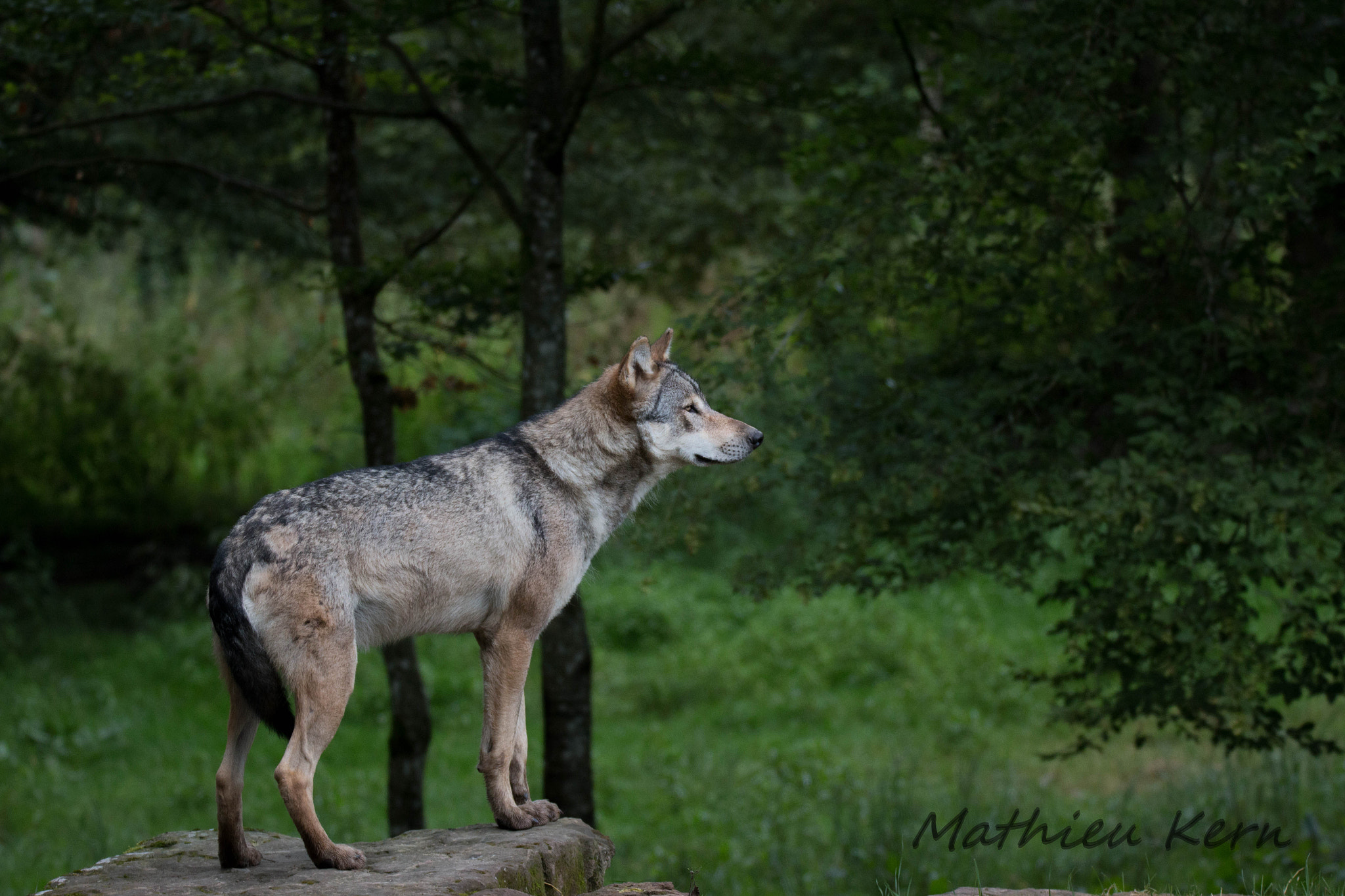 150-600mm F5-6.3 DG OS HSM | Sports 014 sample photo. 2016072300083.jpg photography
