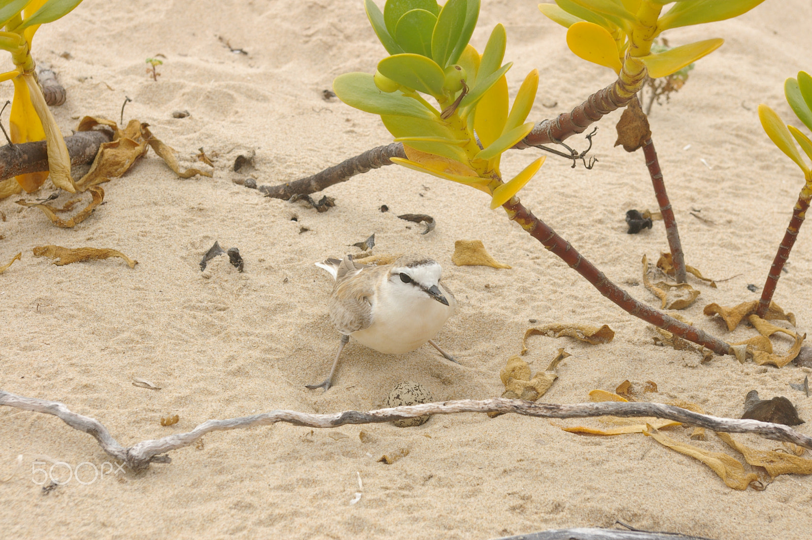 Pentax *ist DL2 sample photo. Plover mother protecting her nest photography