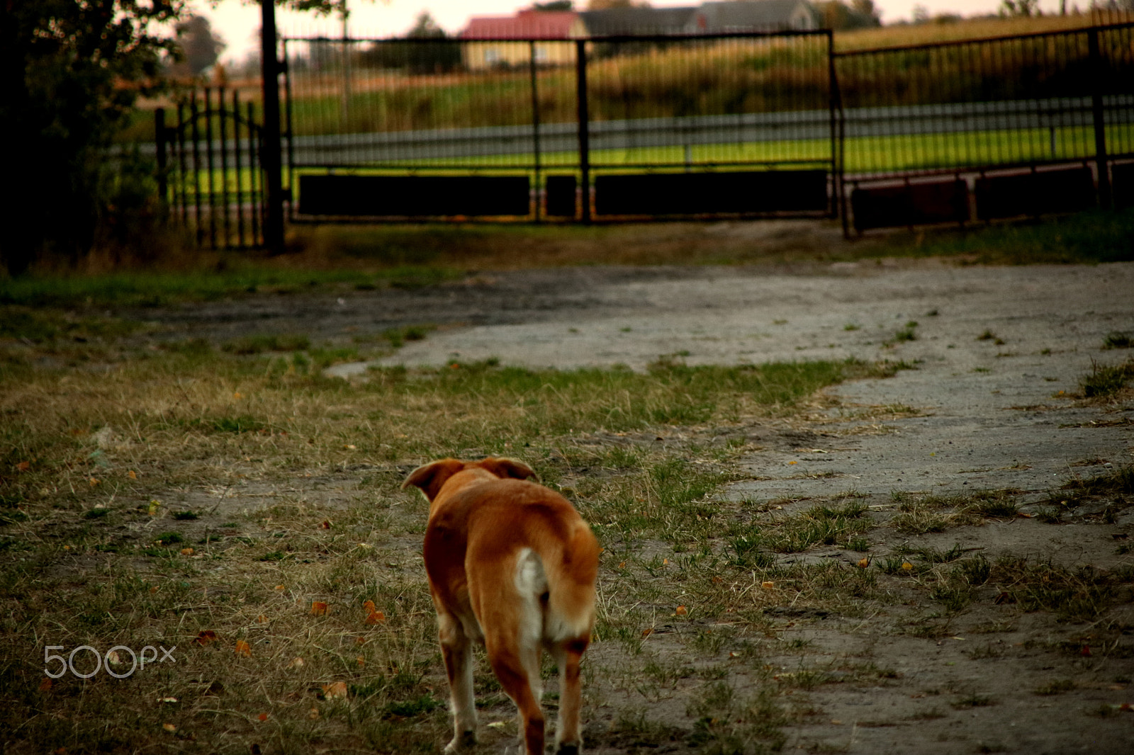 Canon EOS 760D (EOS Rebel T6s / EOS 8000D) + Canon TS-E 90mm F2.8 Tilt-Shift sample photo. Lonely dog photography